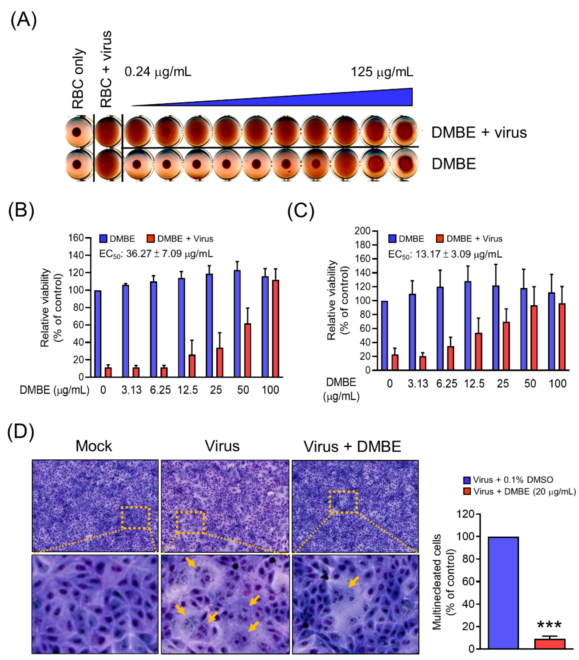 Viruses 16 00523 g004