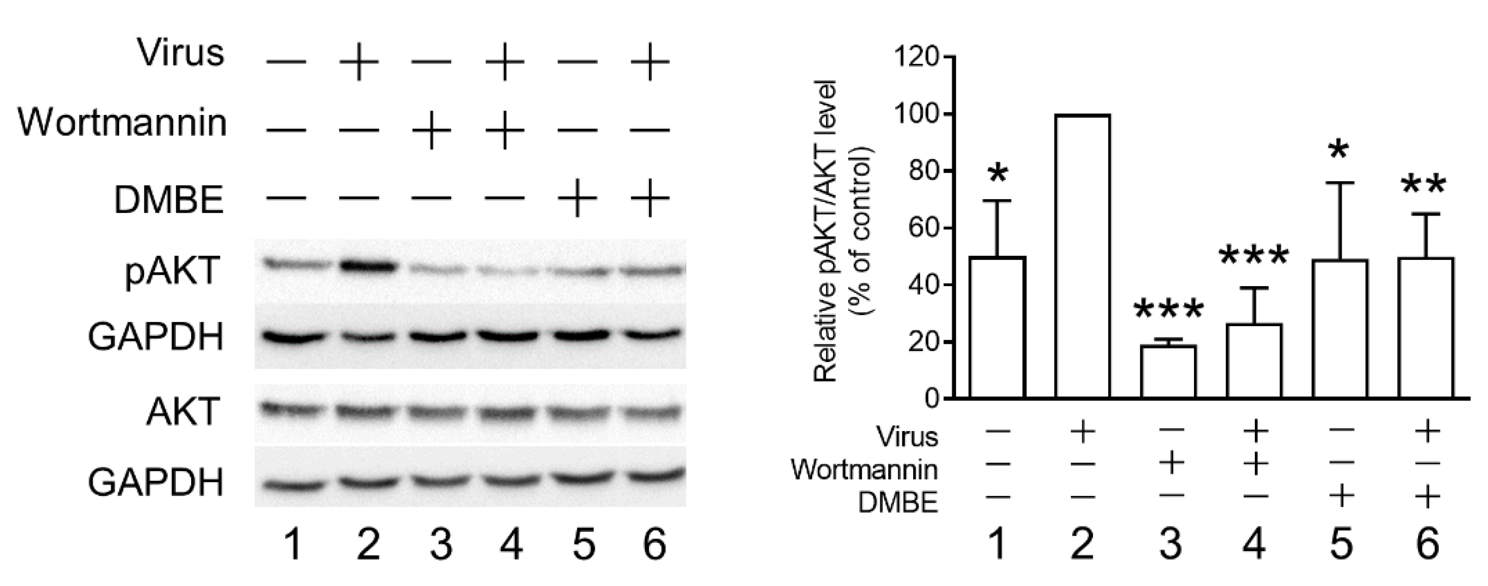 Viruses 16 00523 g006