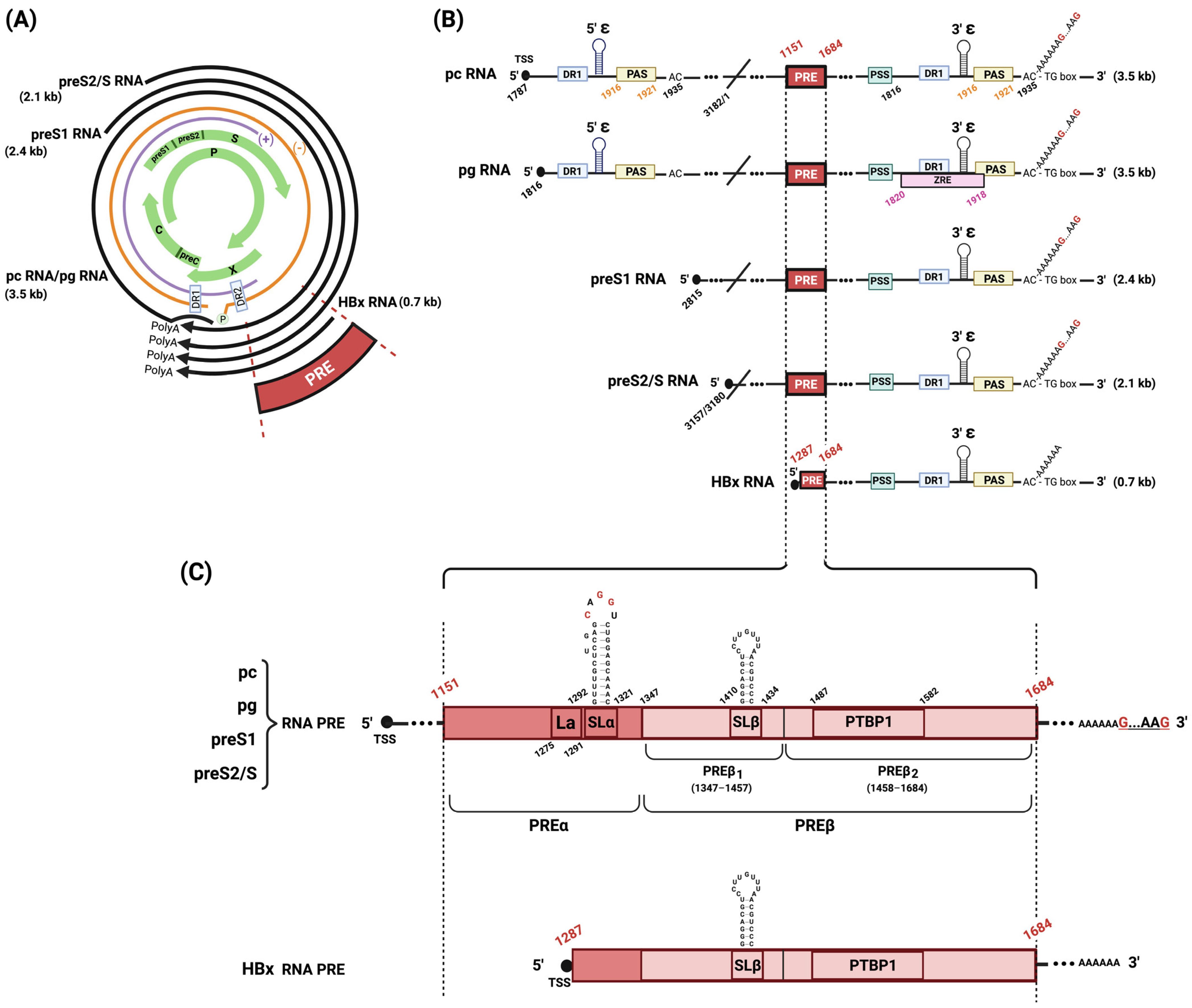 Viruses 16 00528 g001