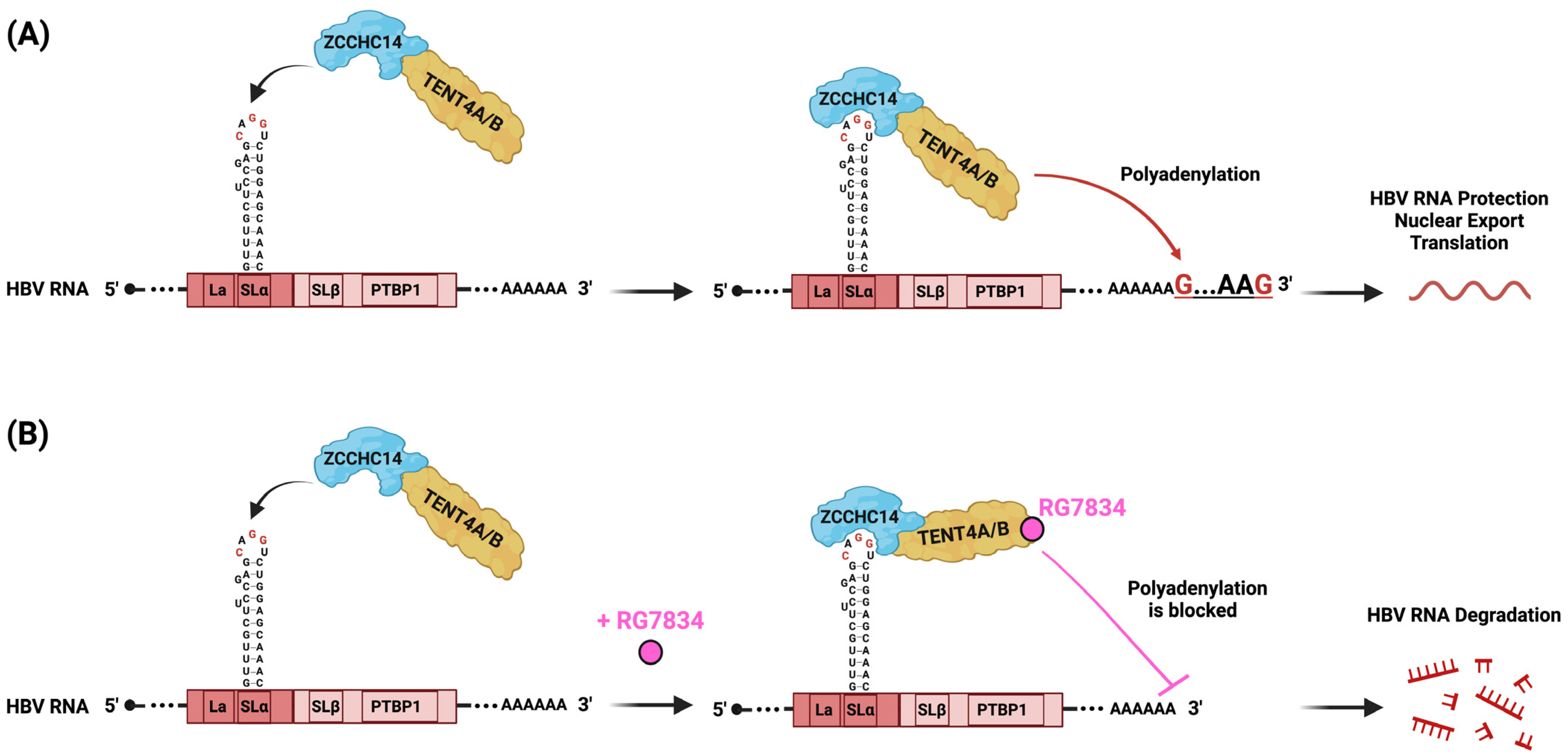 Viruses 16 00528 g002