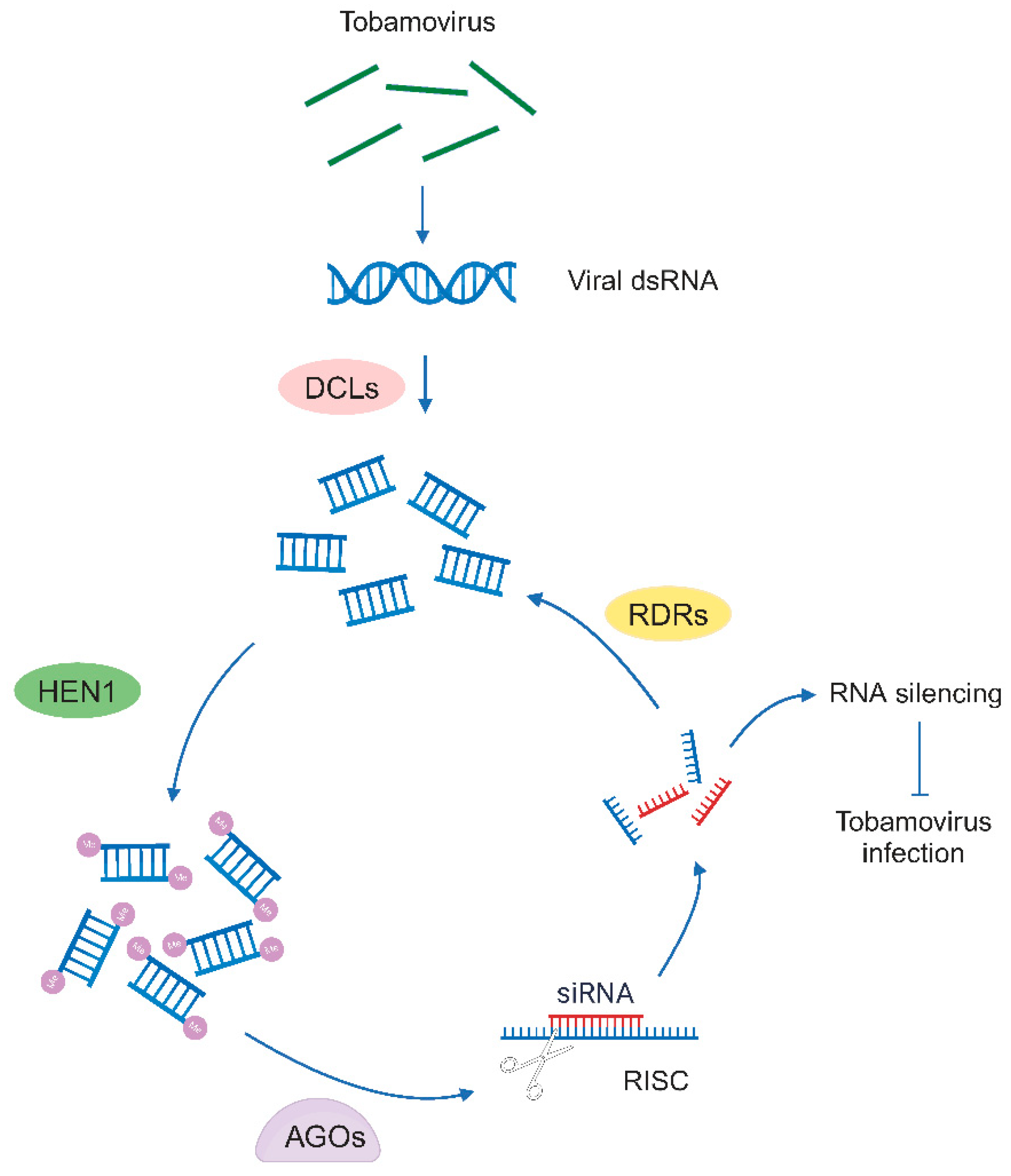 Viruses 16 00530 g002