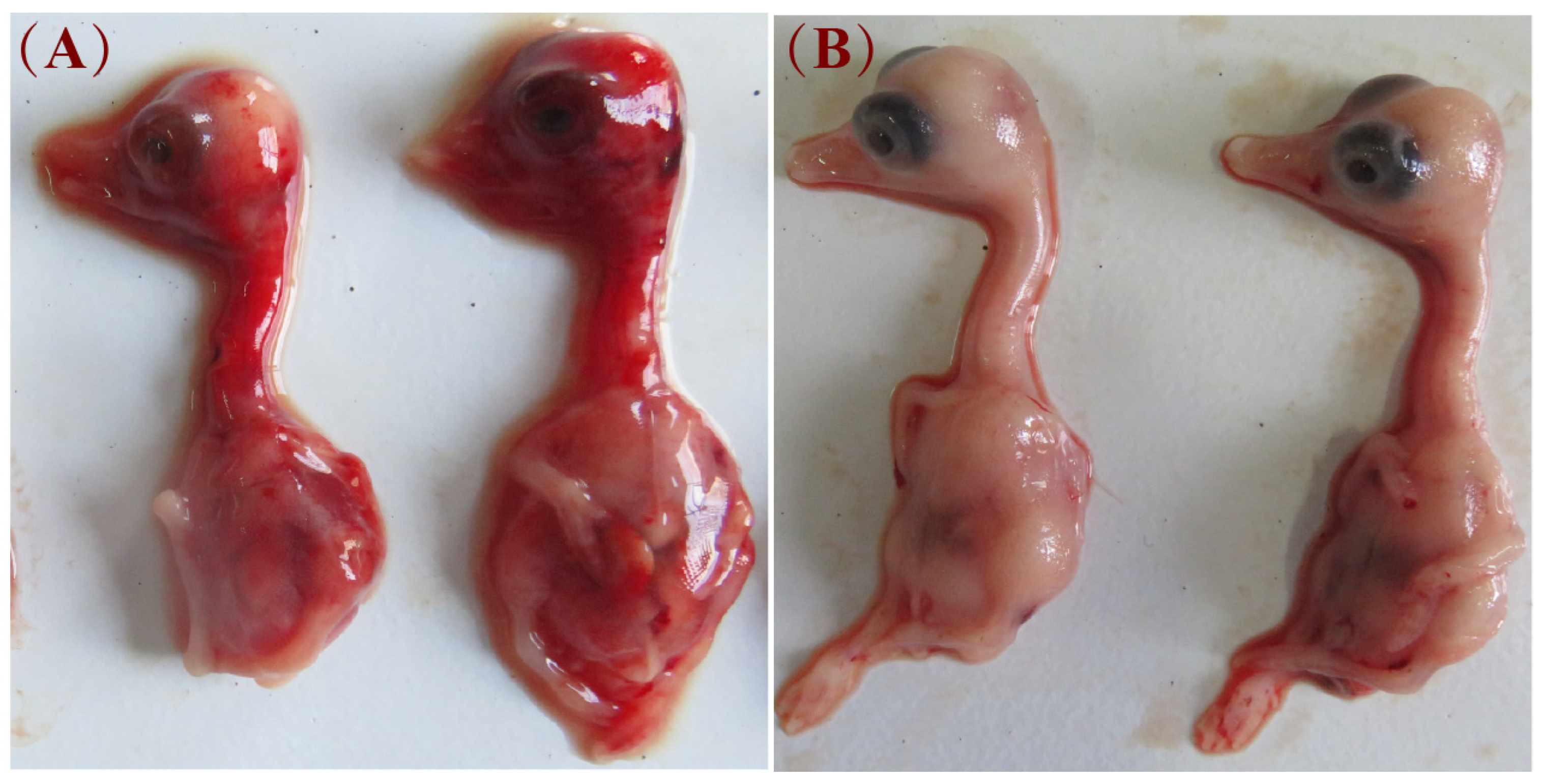 Viruses 16 00541 g001 Viruses 16 00541 g001