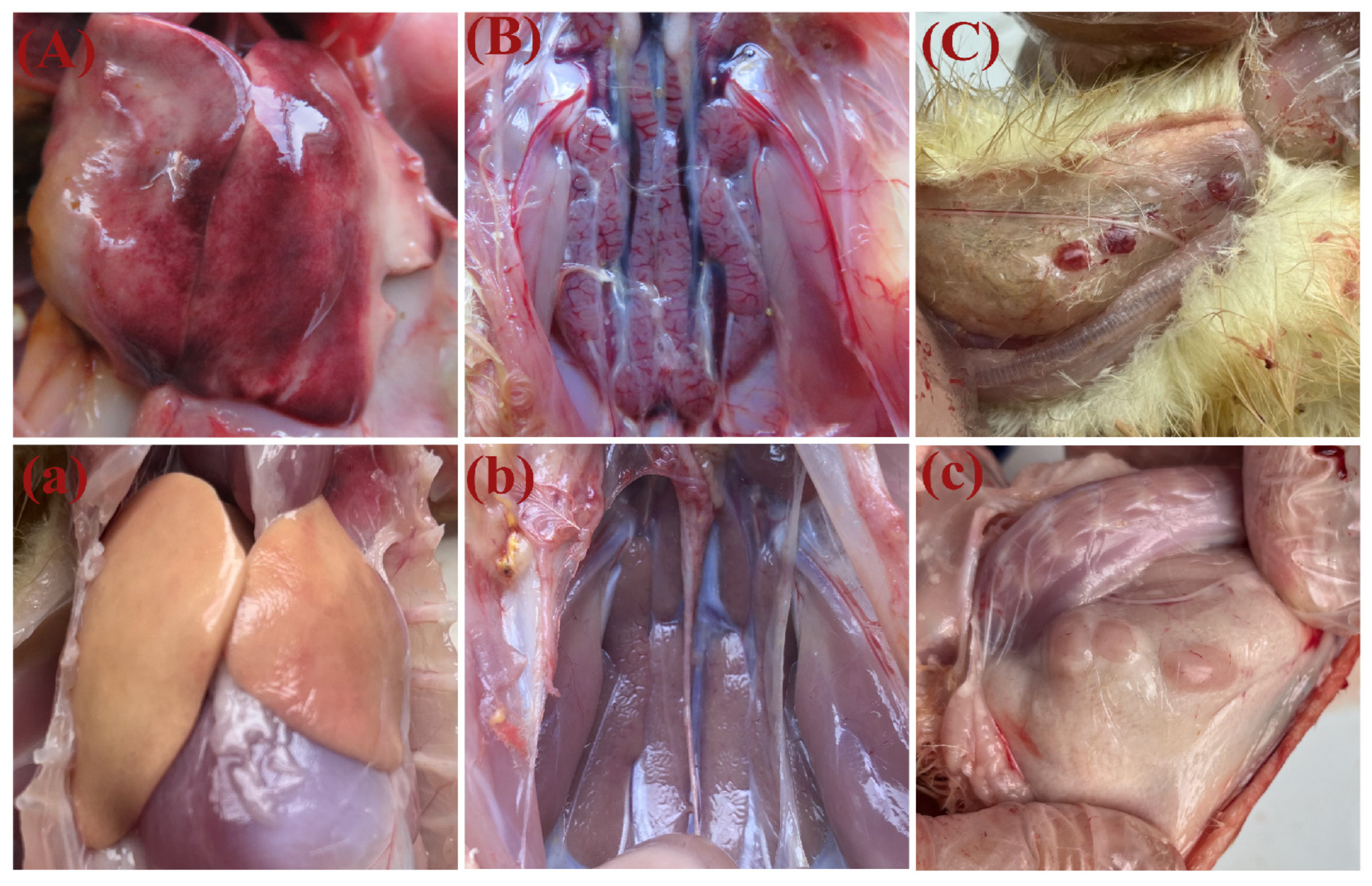 Viruses 16 00541 g005 Viruses 16 00541 g005