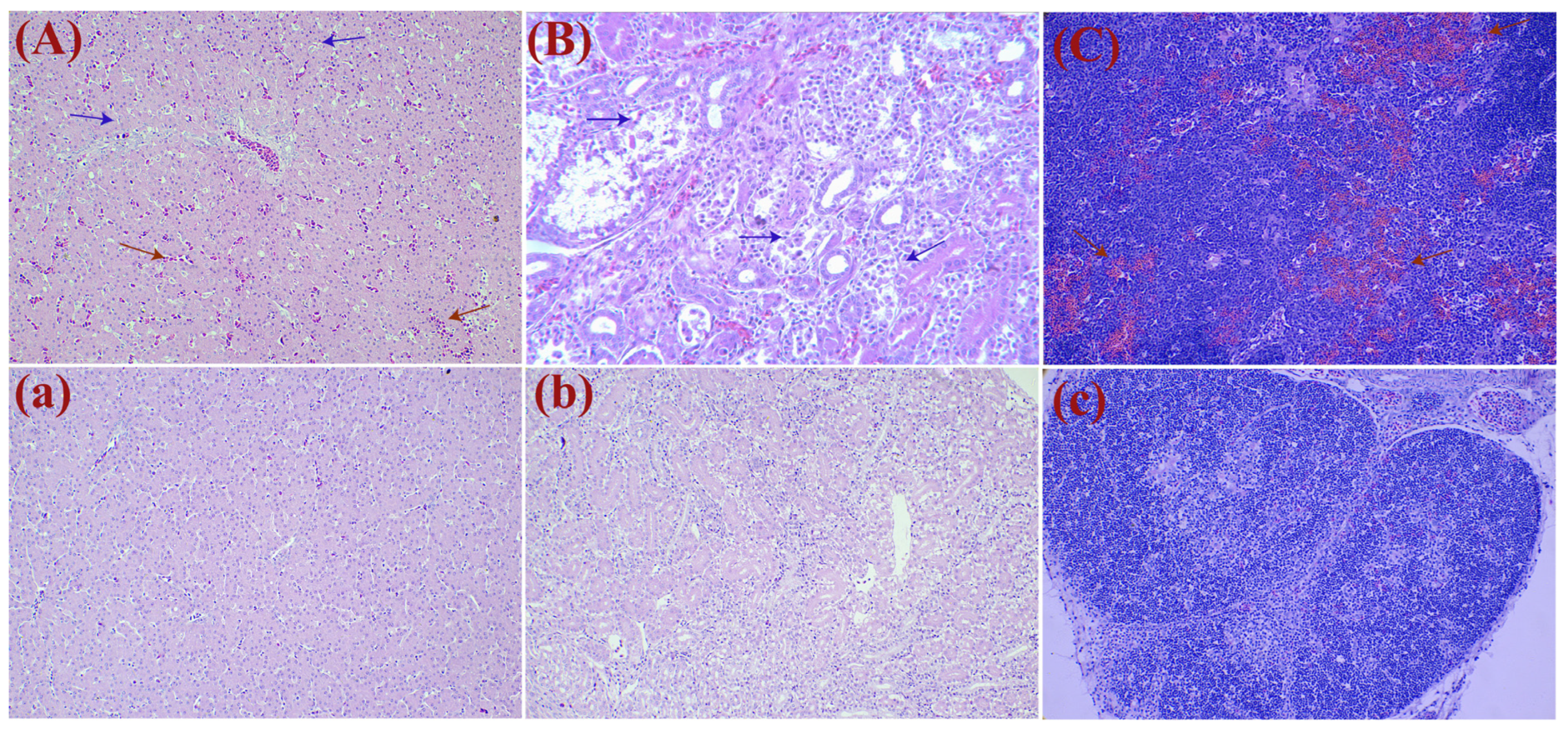 Viruses 16 00541 g006 Viruses 16 00541 g006