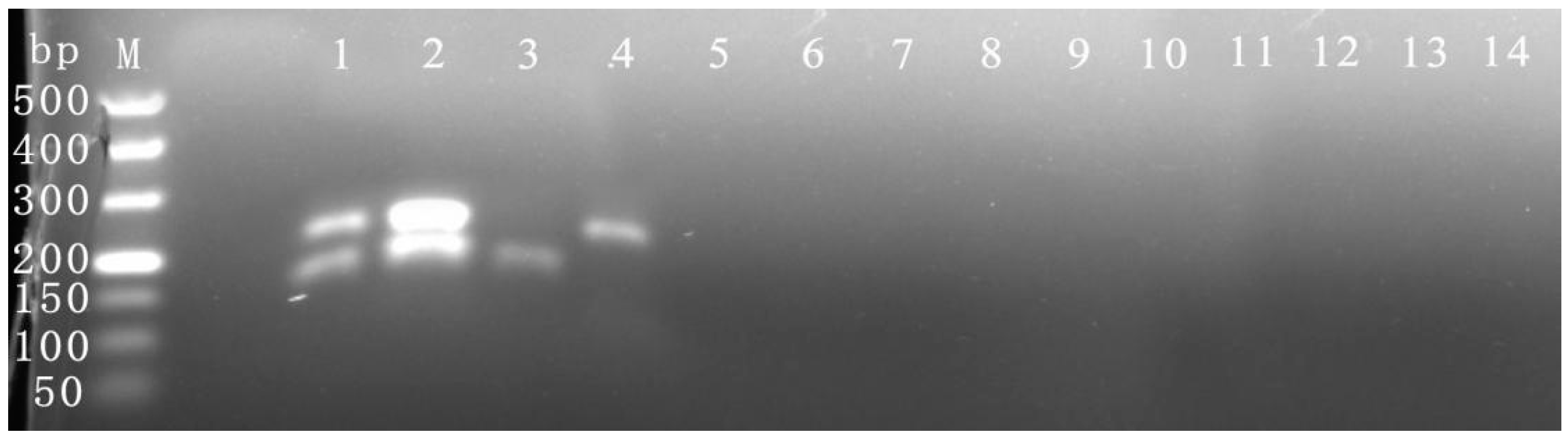 Viruses 16 00543 g003 Viruses 16 00543 g003