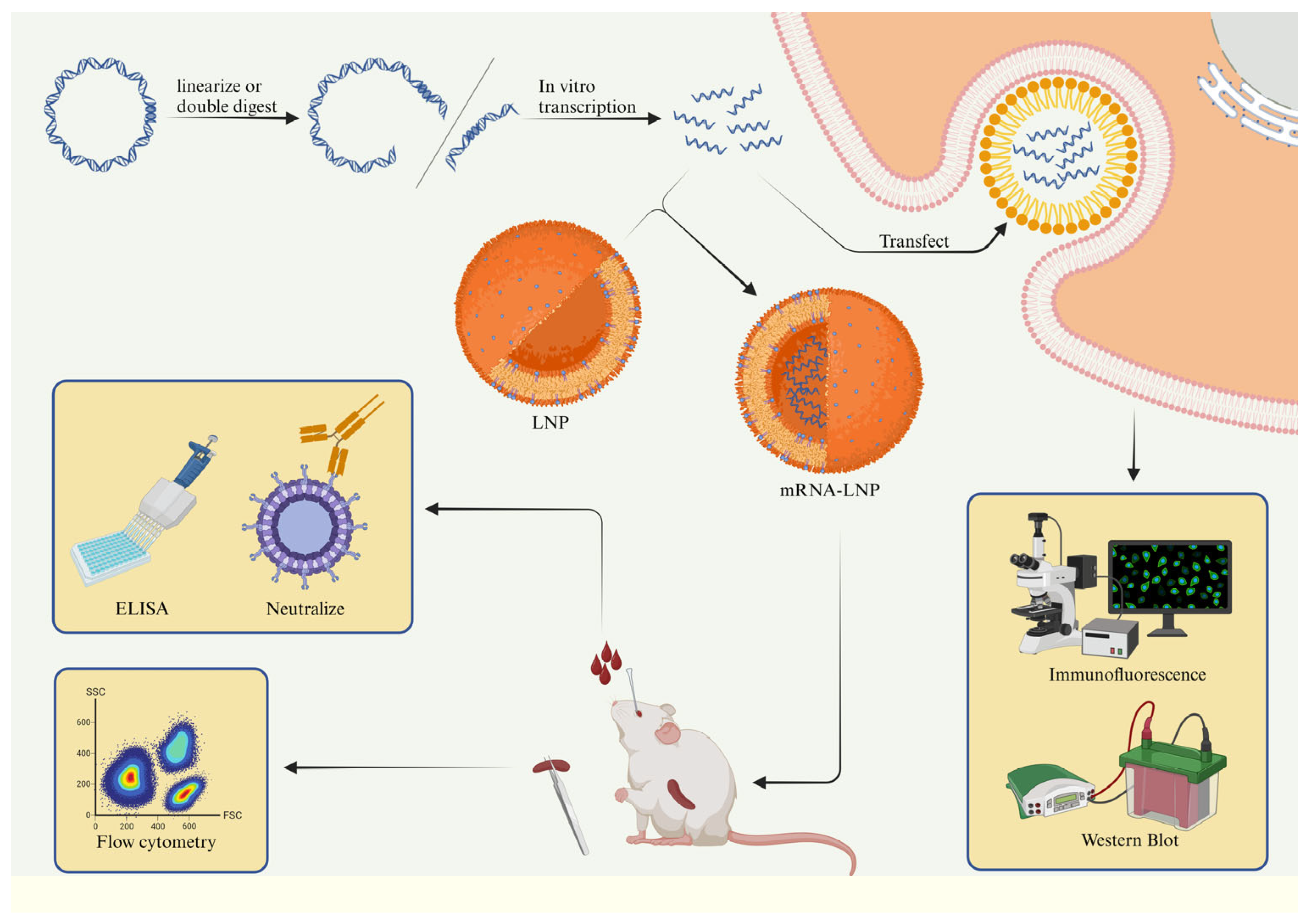 Viruses 16 00544 g001