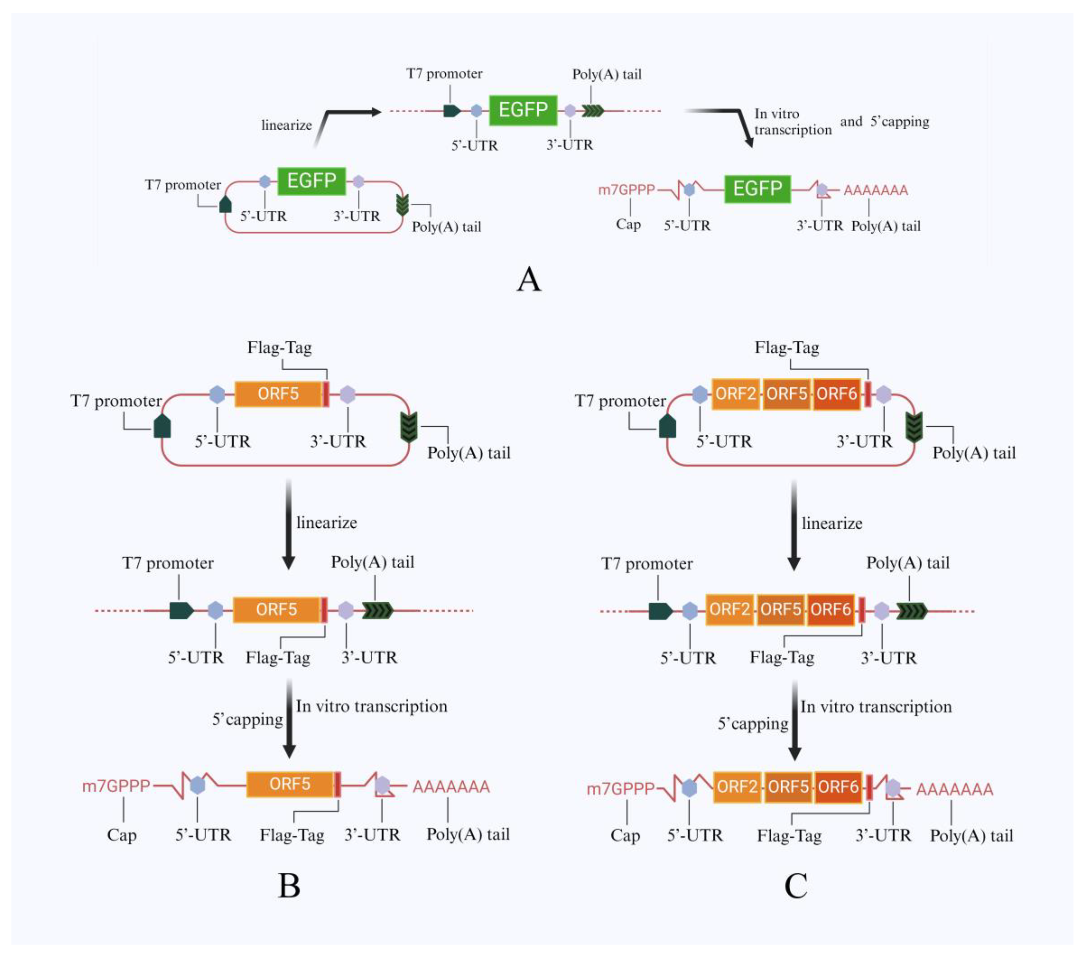 Viruses 16 00544 g002