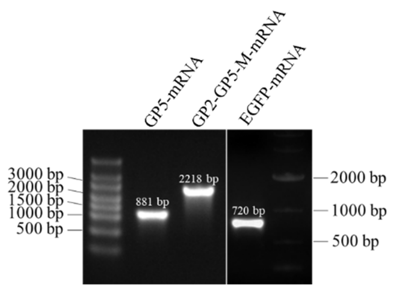 Viruses 16 00544 g004