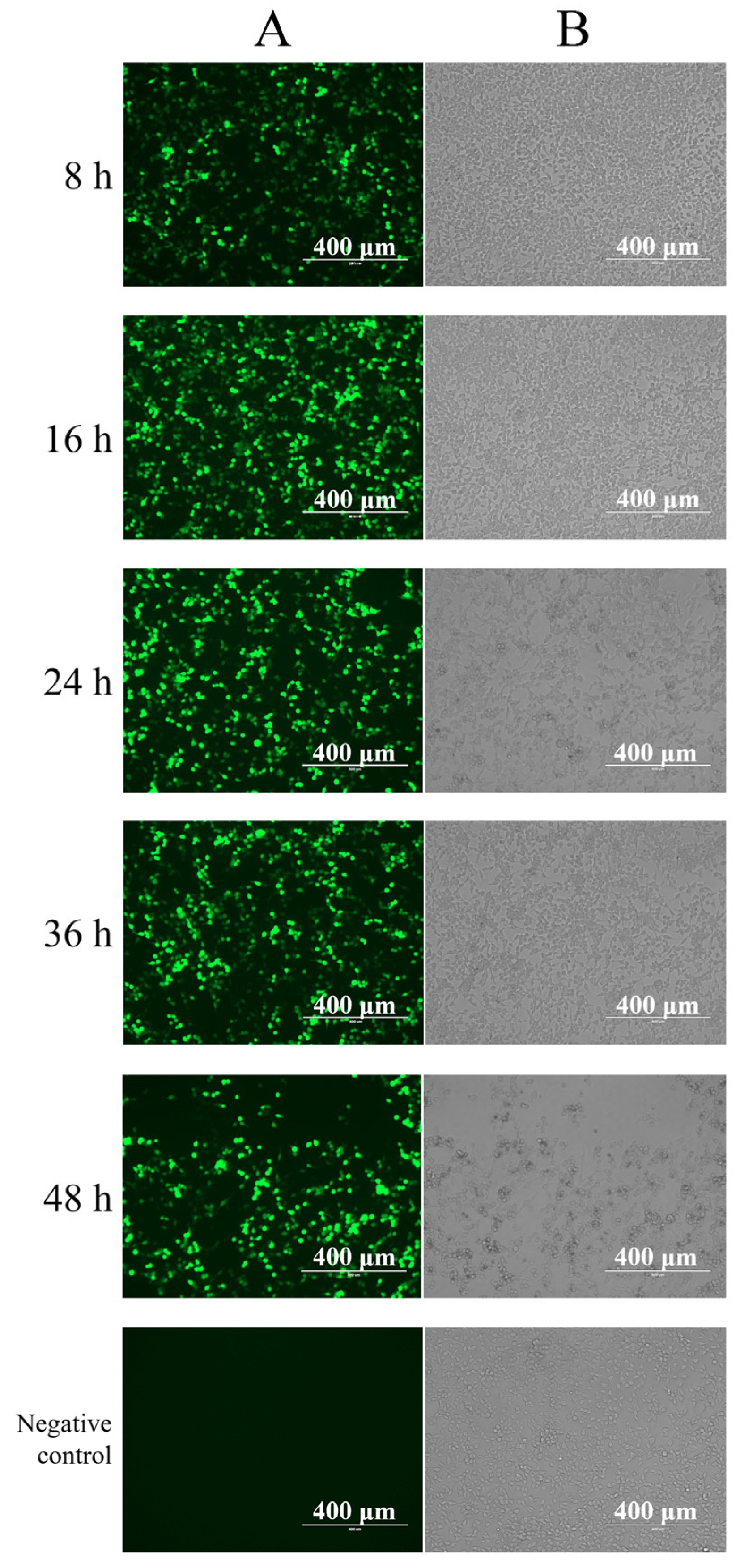 Viruses 16 00544 g005
