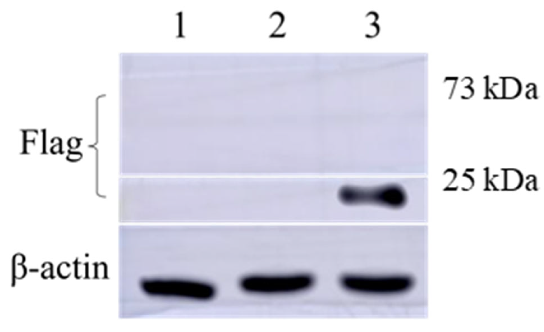 Viruses 16 00544 g006