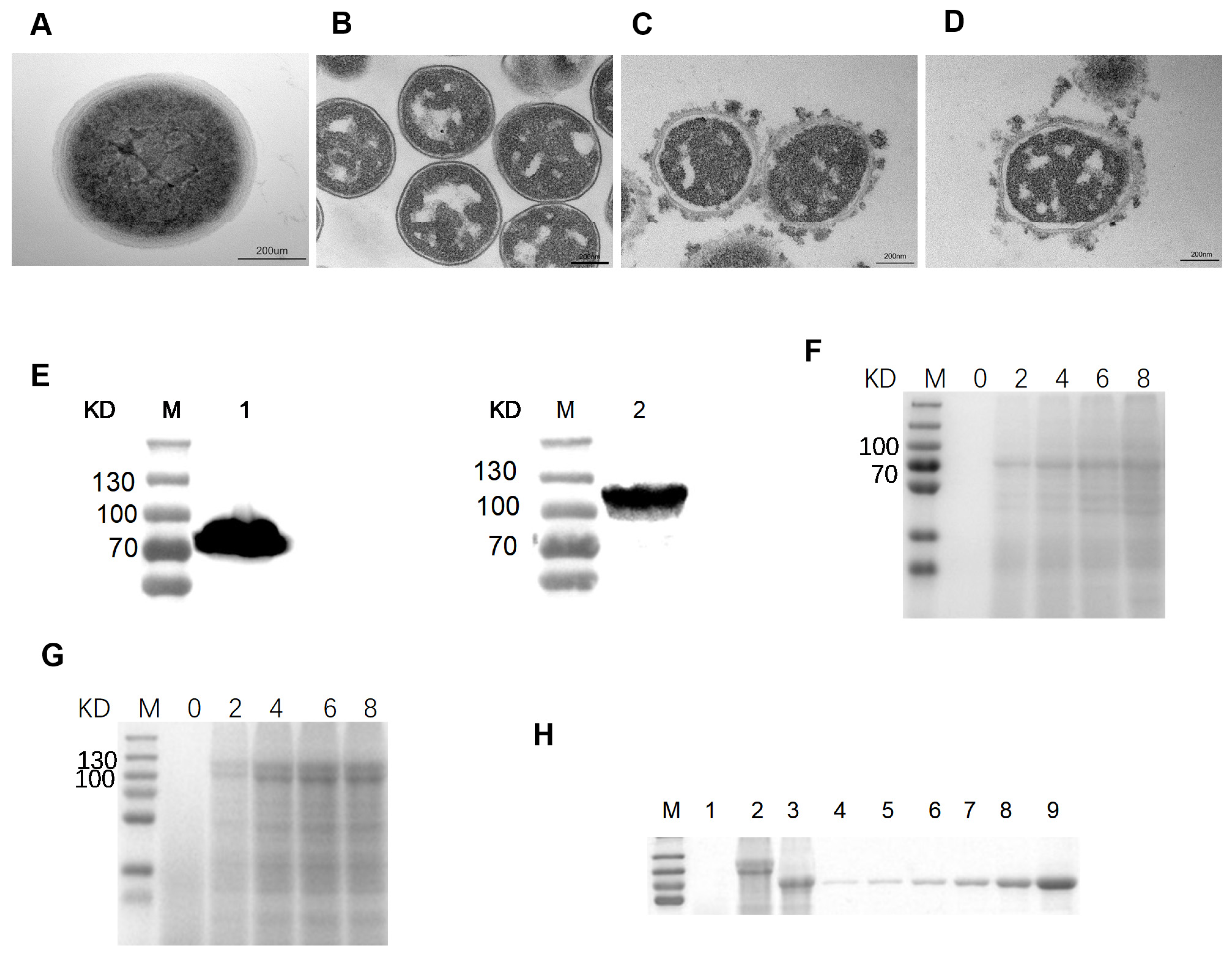 Viruses 16 00549 g002