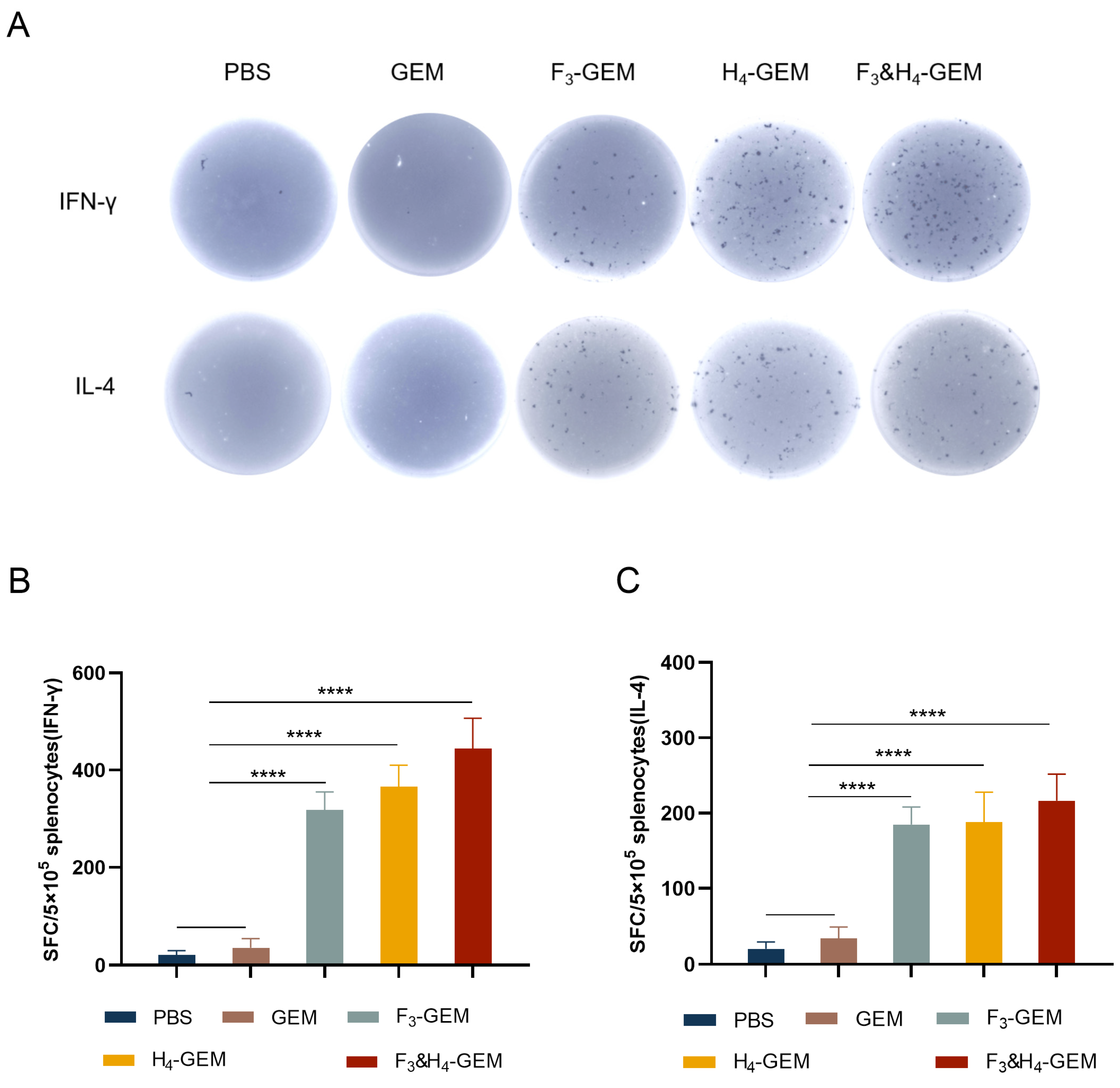 Viruses 16 00549 g004