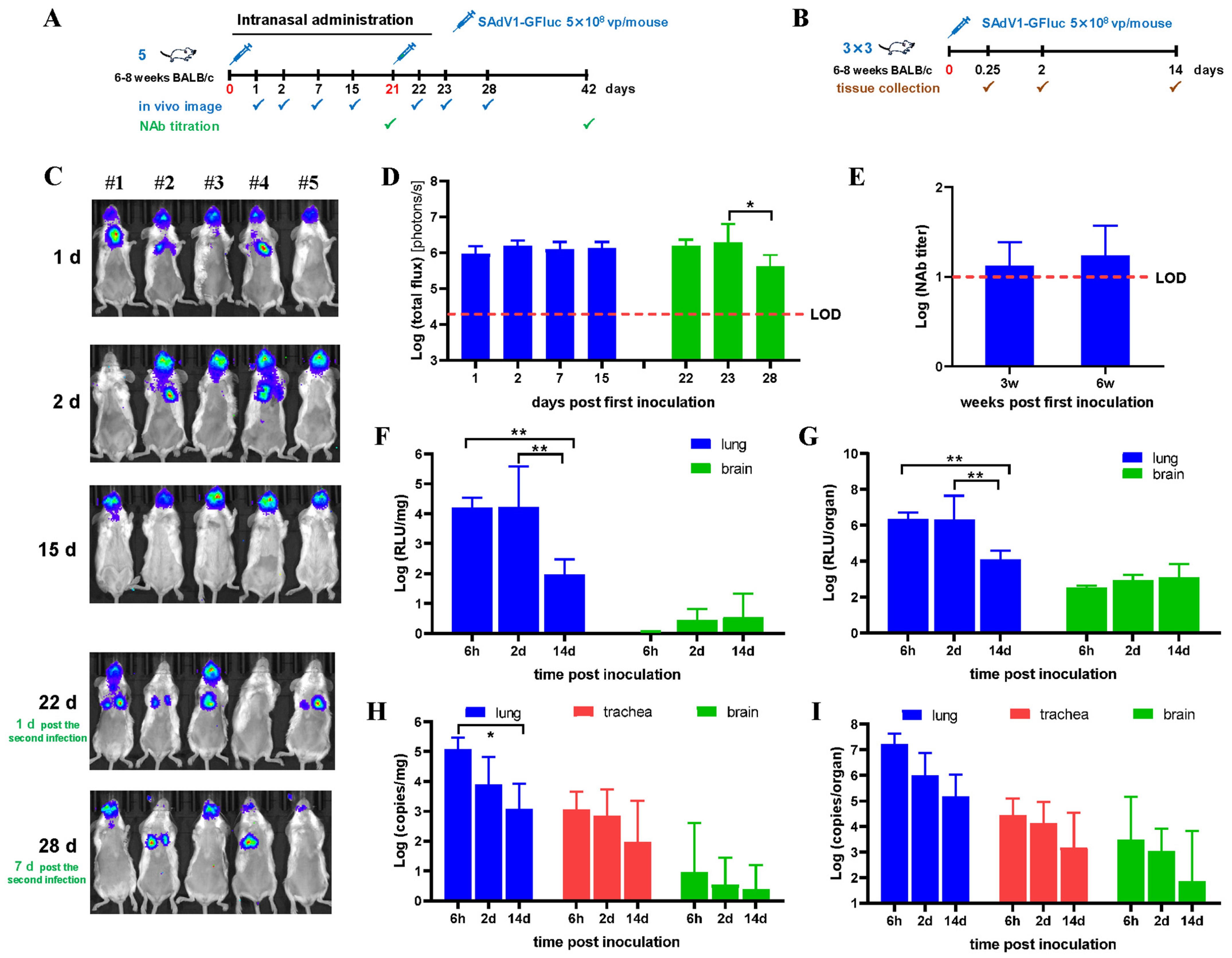 Viruses 16 00550 g003