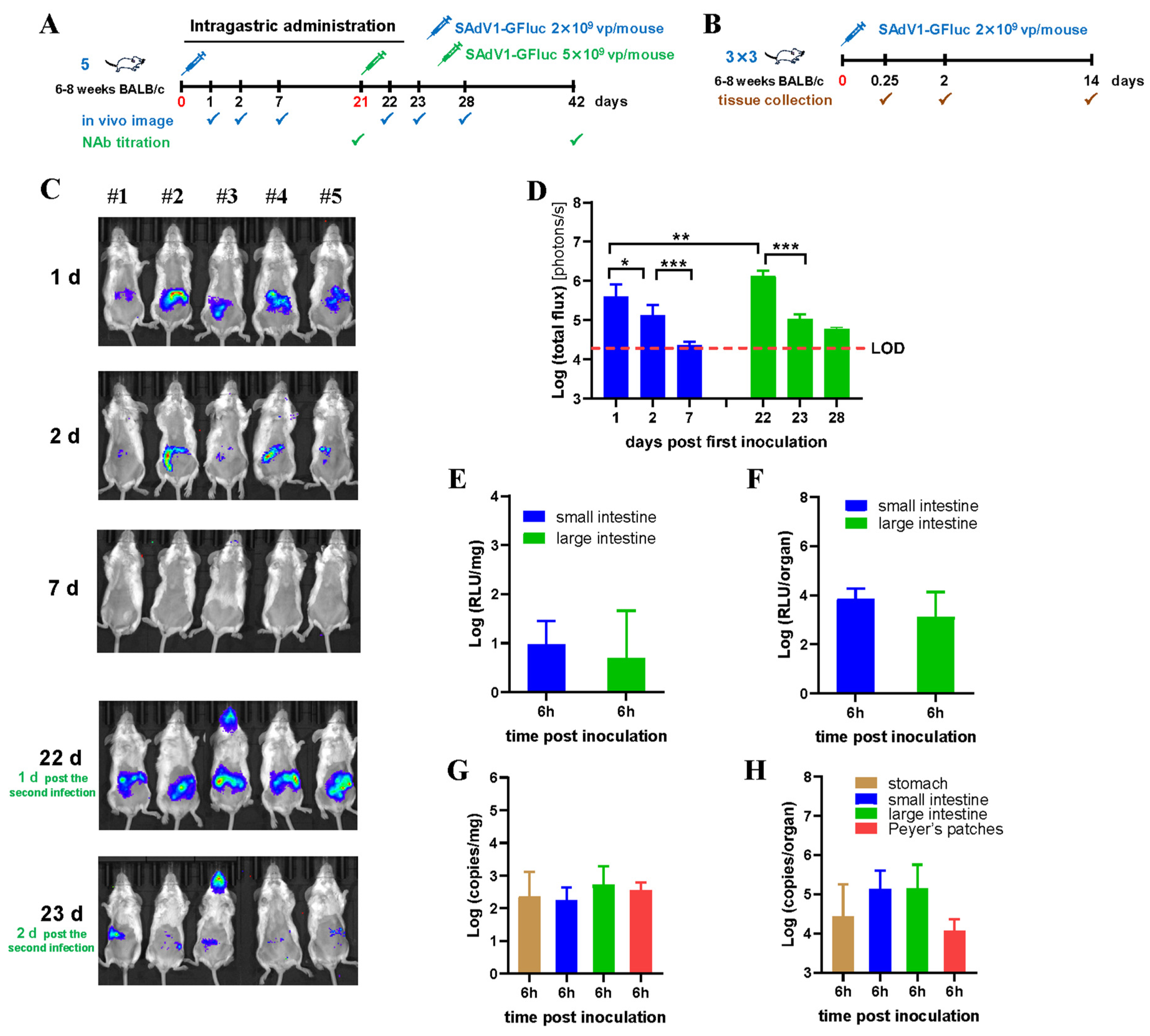 Viruses 16 00550 g004