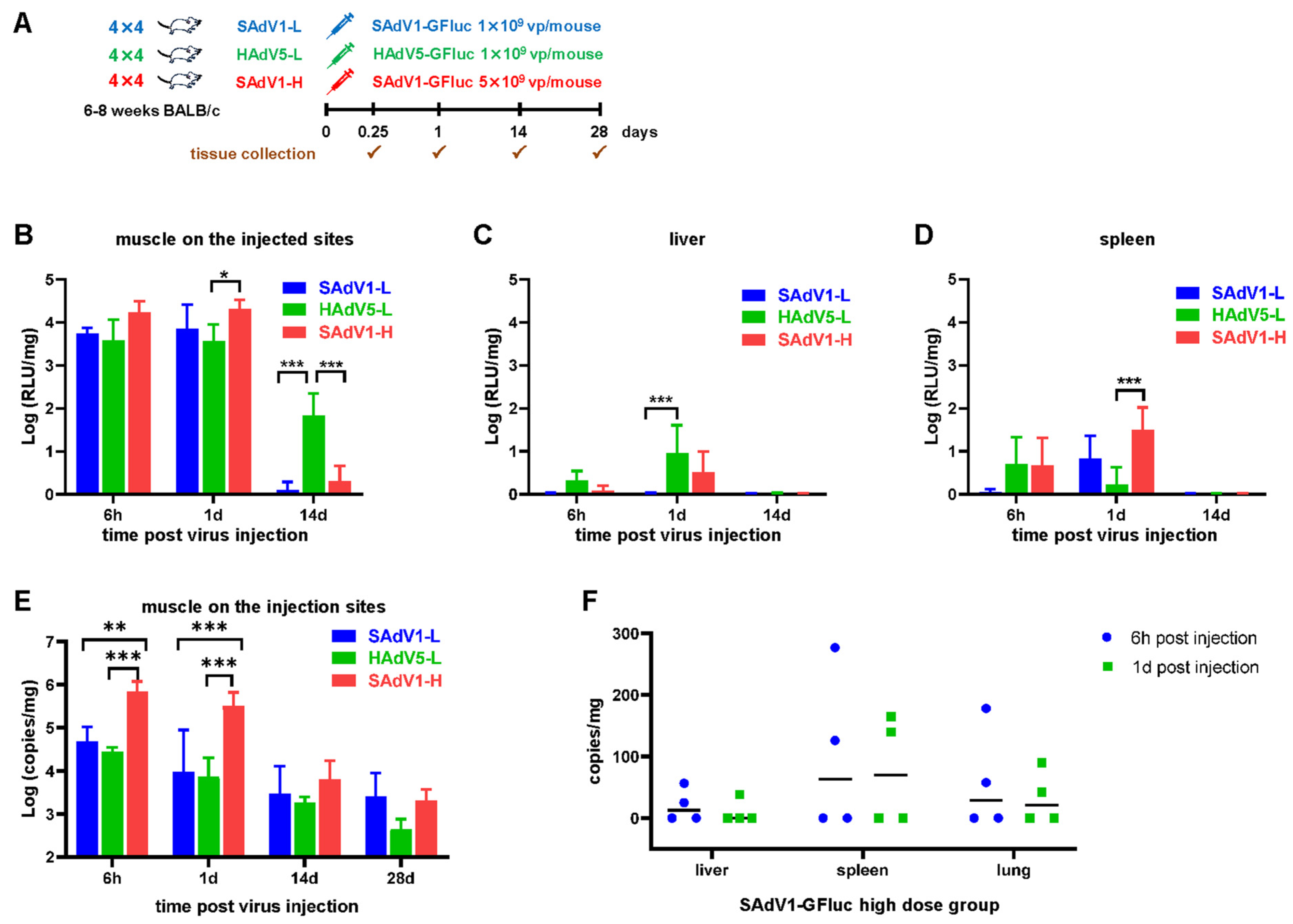 Viruses 16 00550 g006
