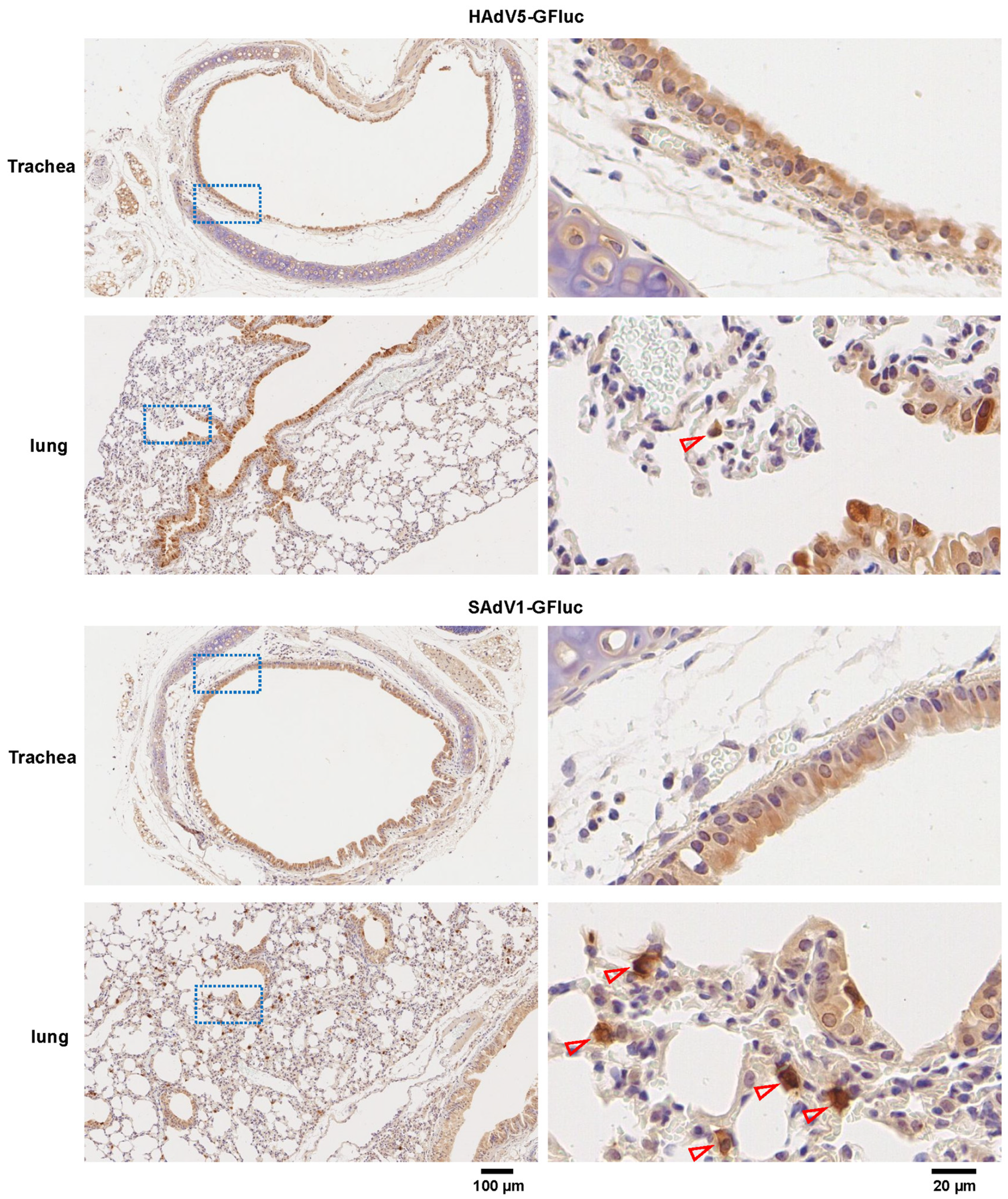 Viruses 16 00550 g007