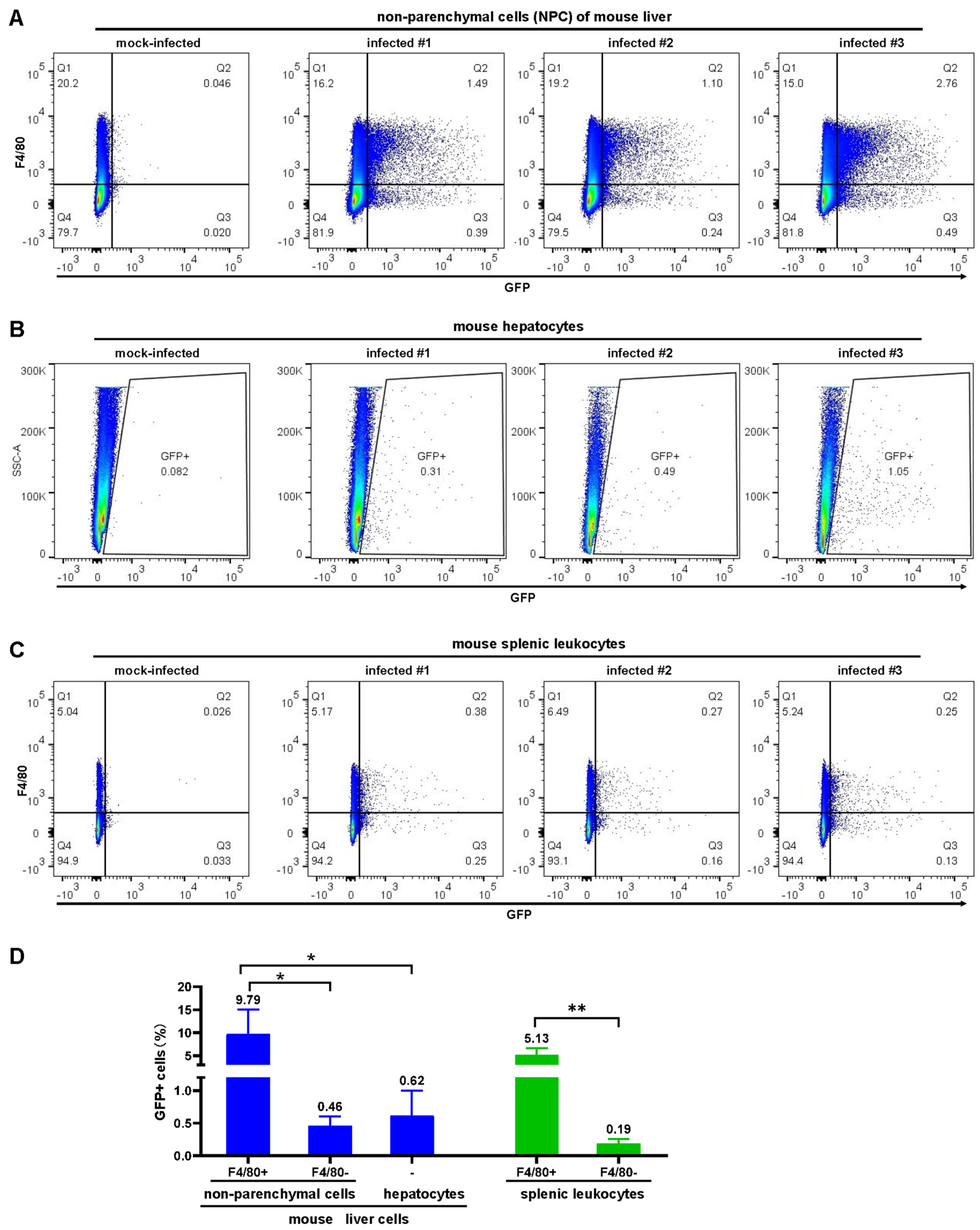 Viruses 16 00550 g008