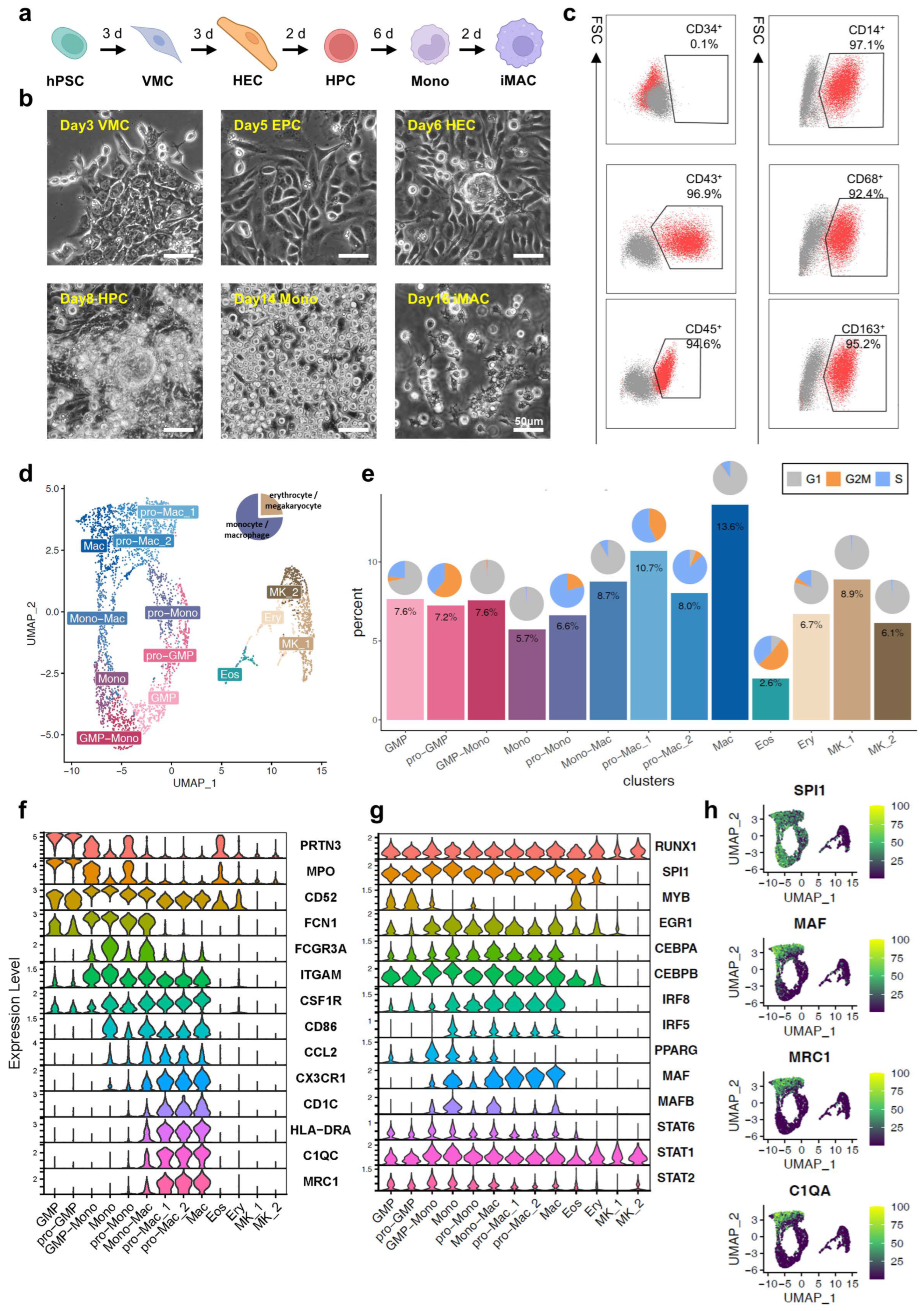 Viruses 16 00552 g001