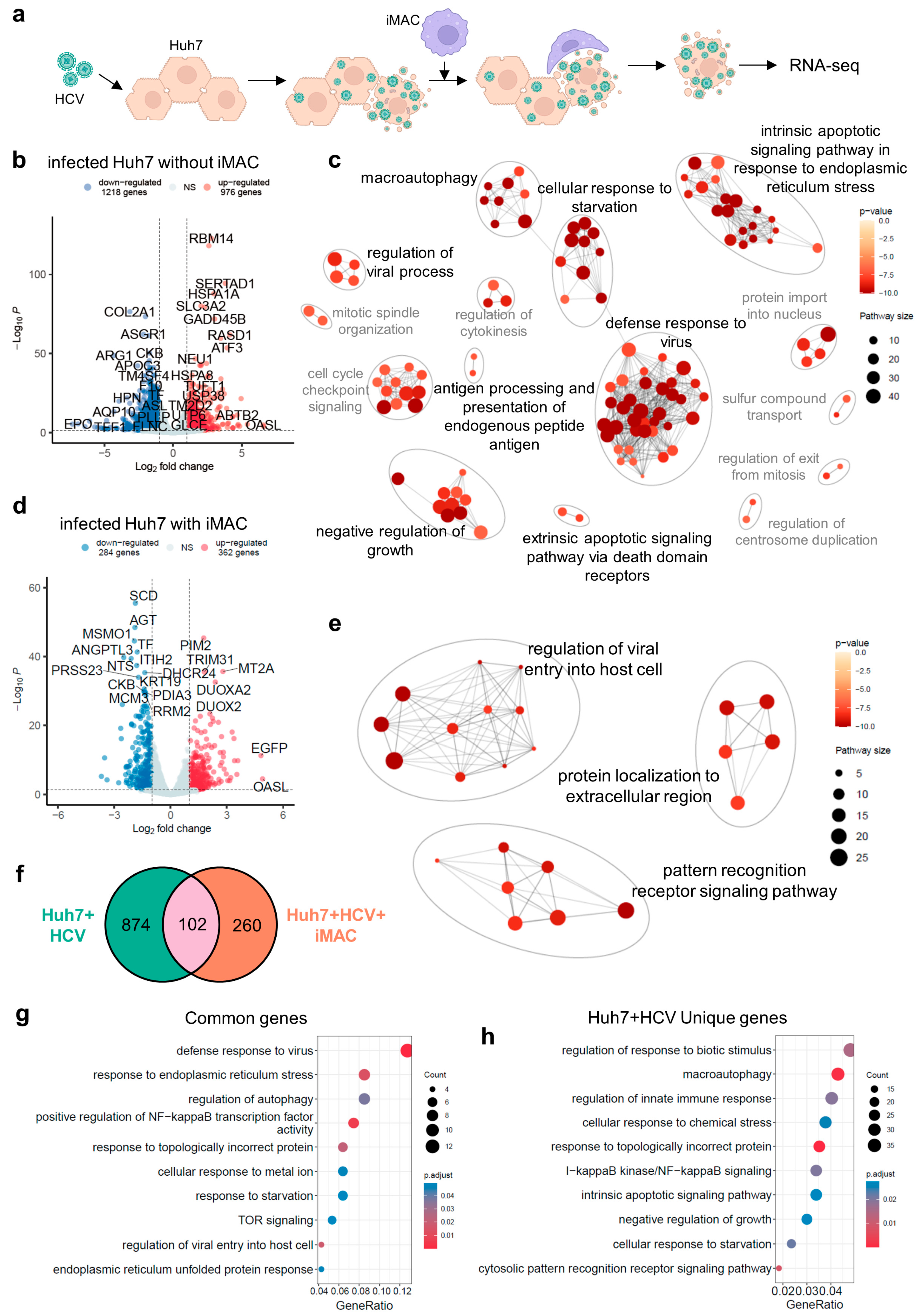 Viruses 16 00552 g005