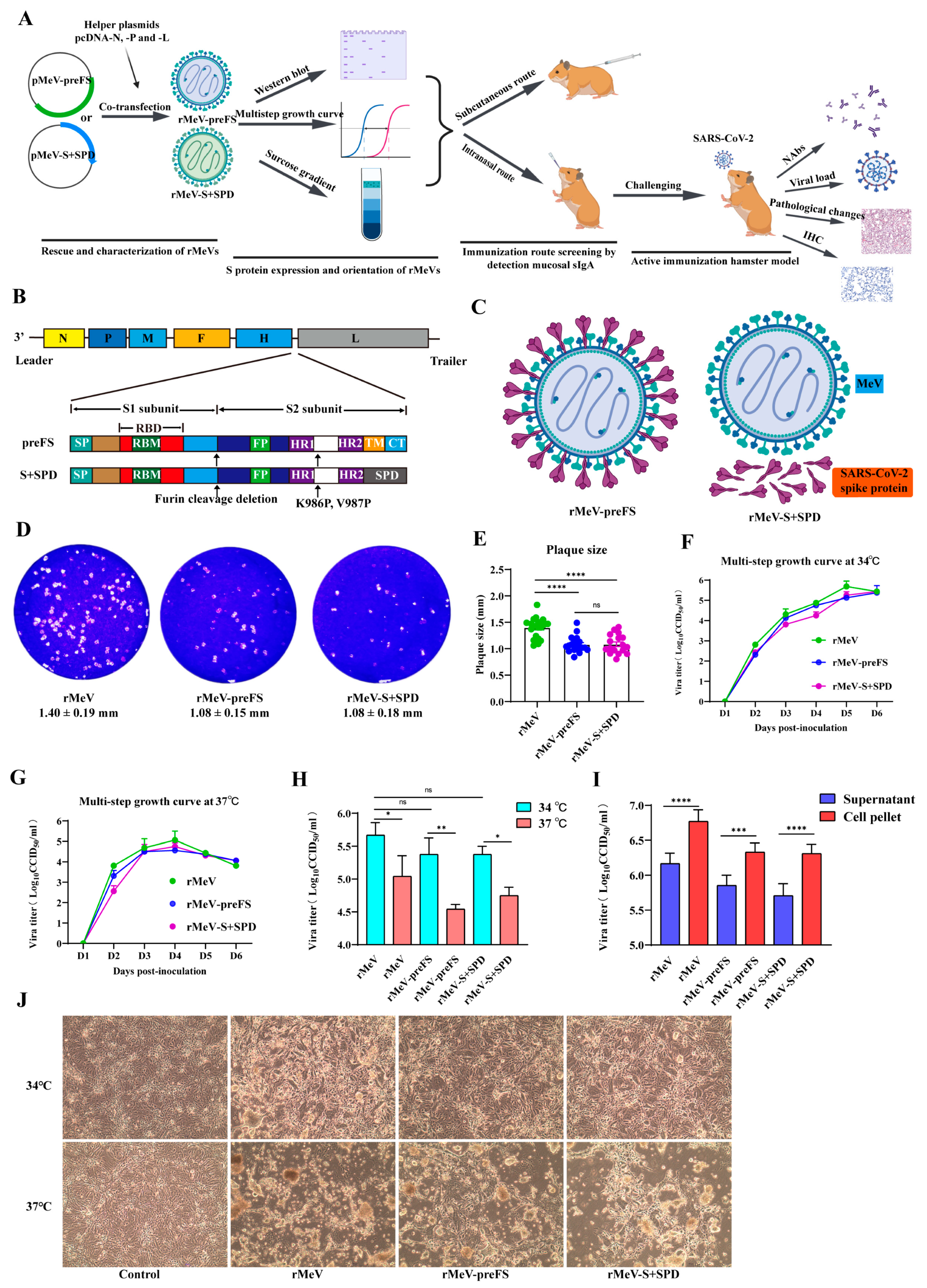 Viruses 16 00559 g001