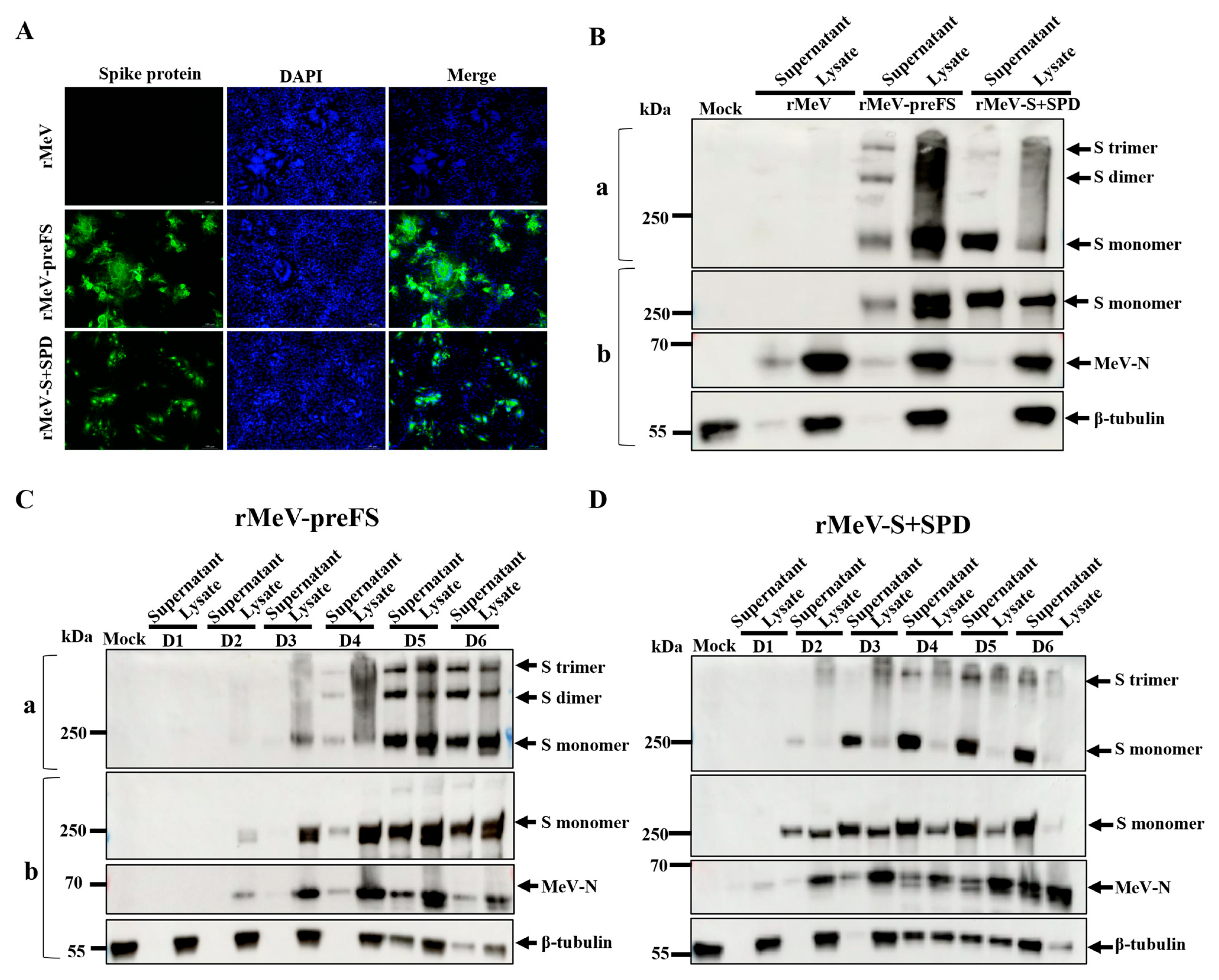 Viruses 16 00559 g002