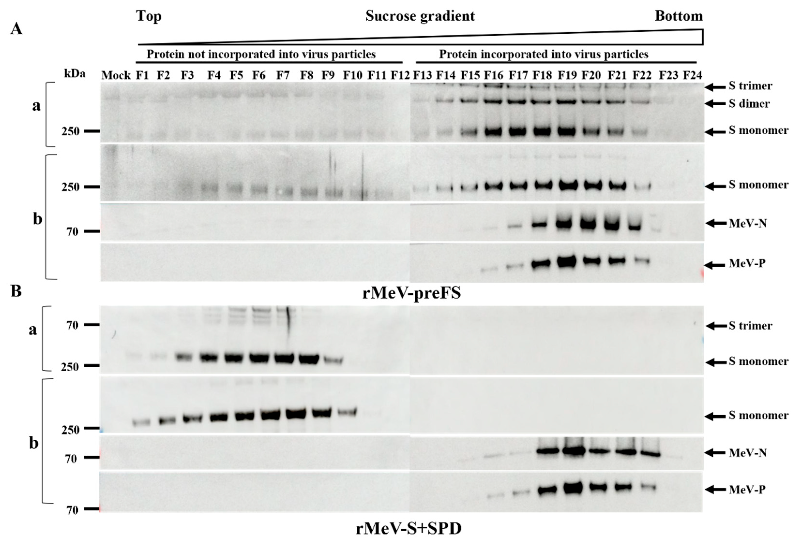 Viruses 16 00559 g003