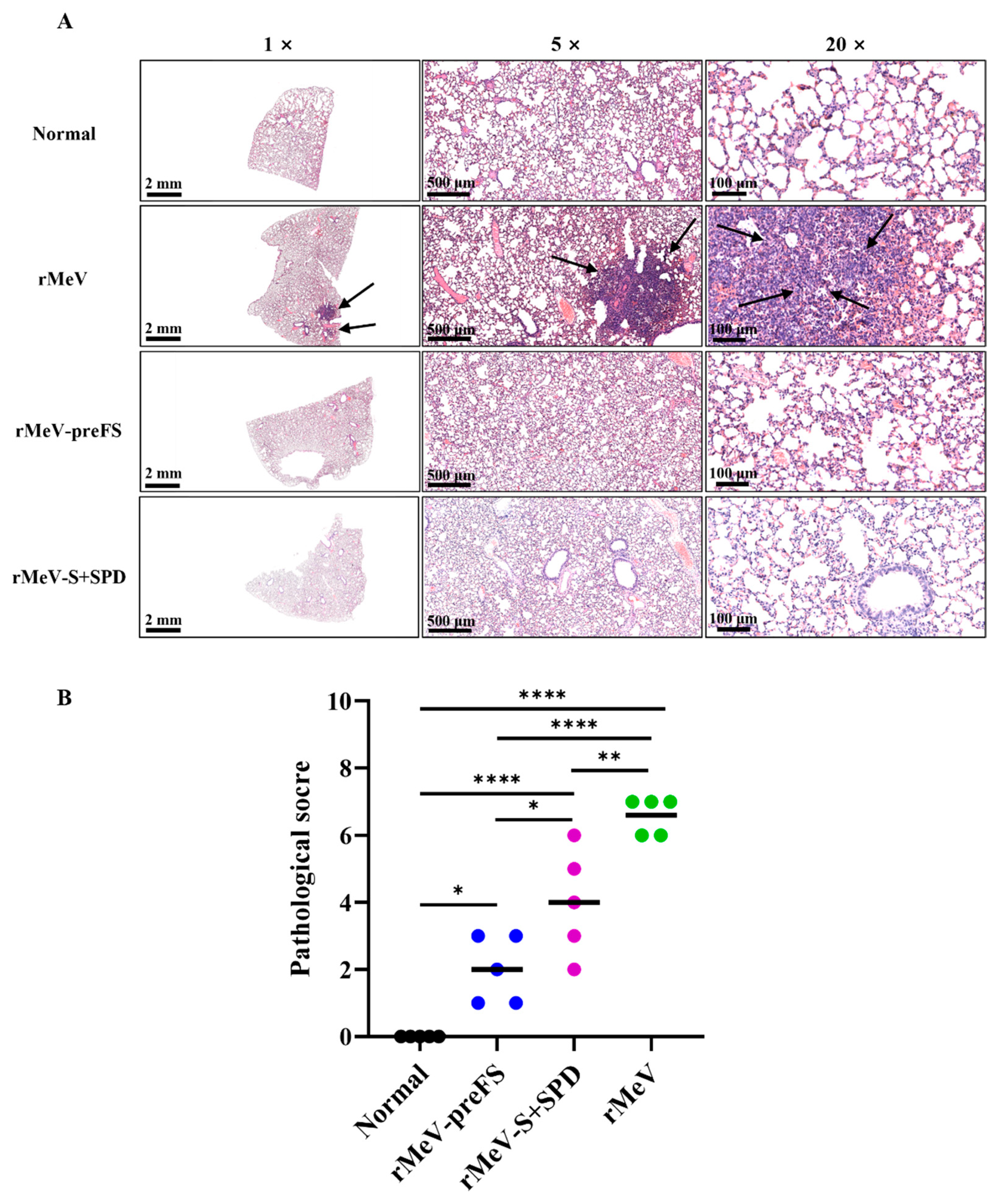 Viruses 16 00559 g007