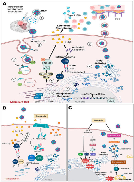 Zika Virus: A Neurotropic Warrior against High-Grade Gliomas