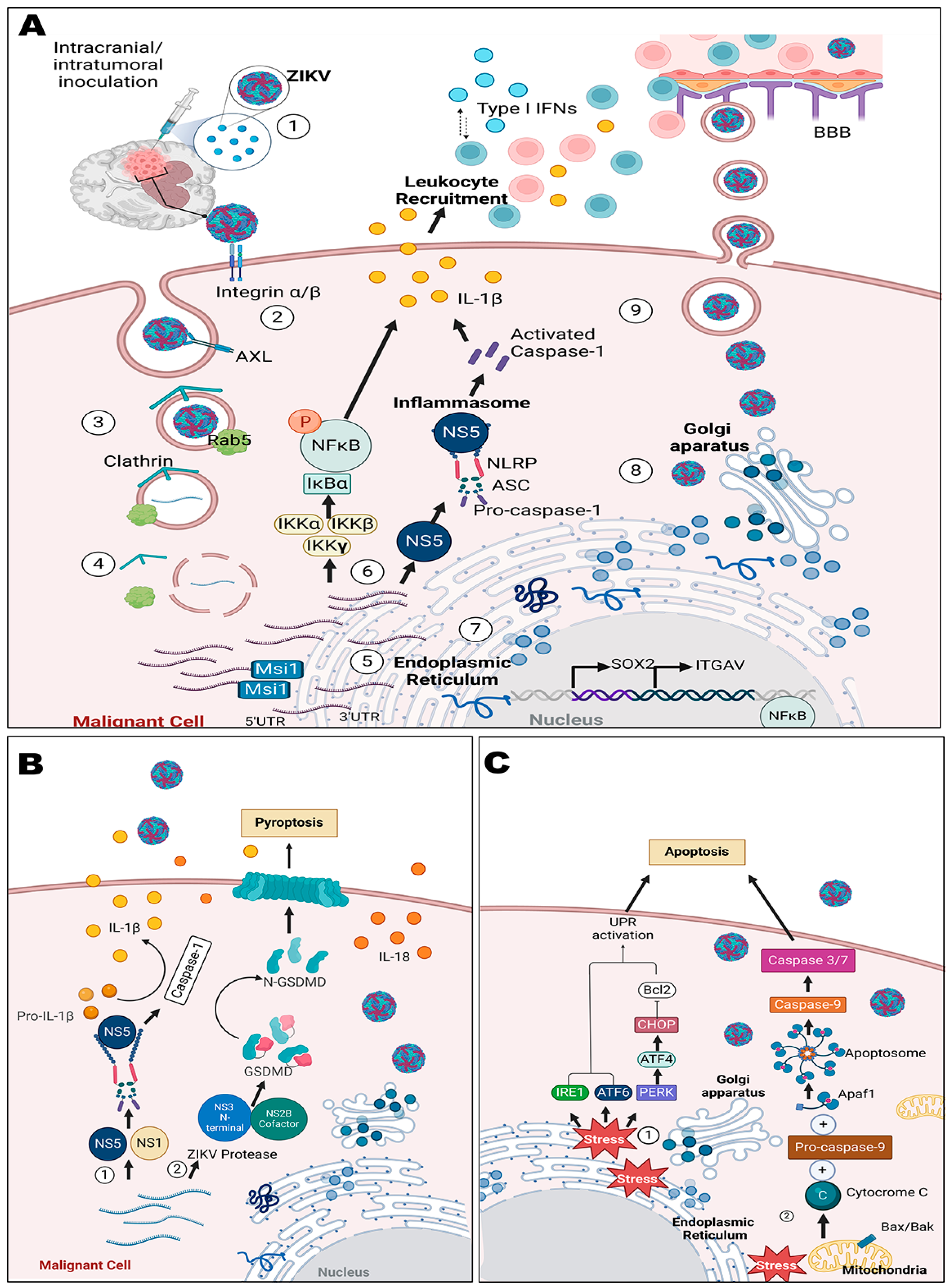 Viruses 16 00561 g002