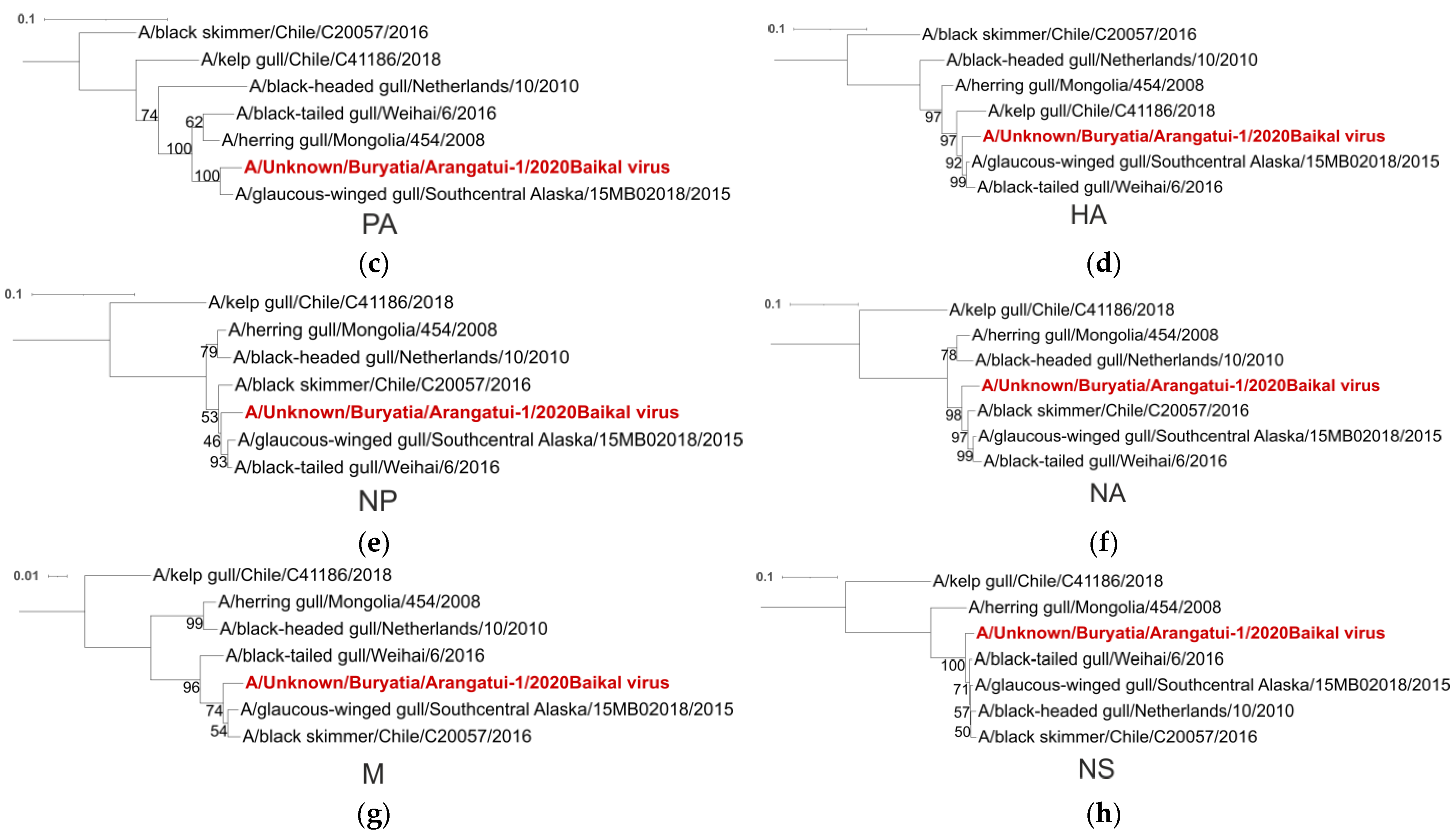Viruses 16 00568 g004b