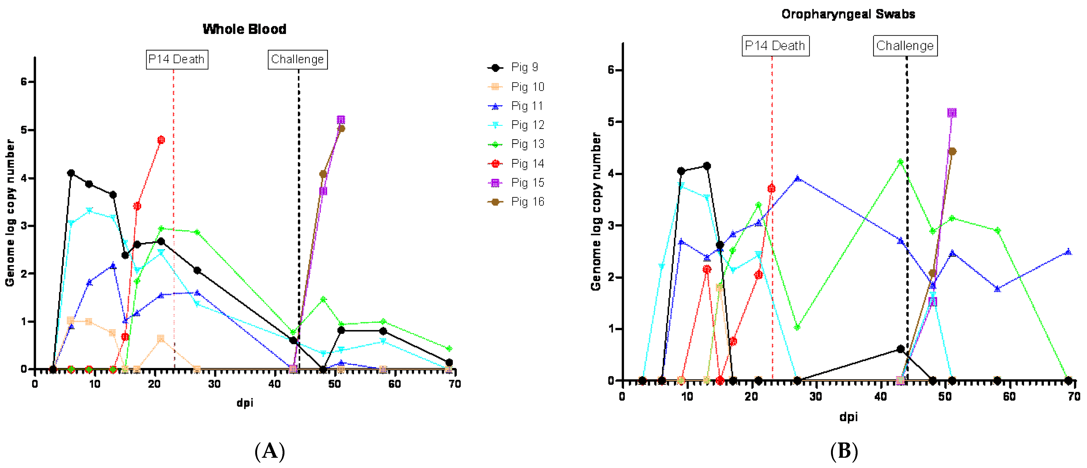 Viruses 16 00571 g006a