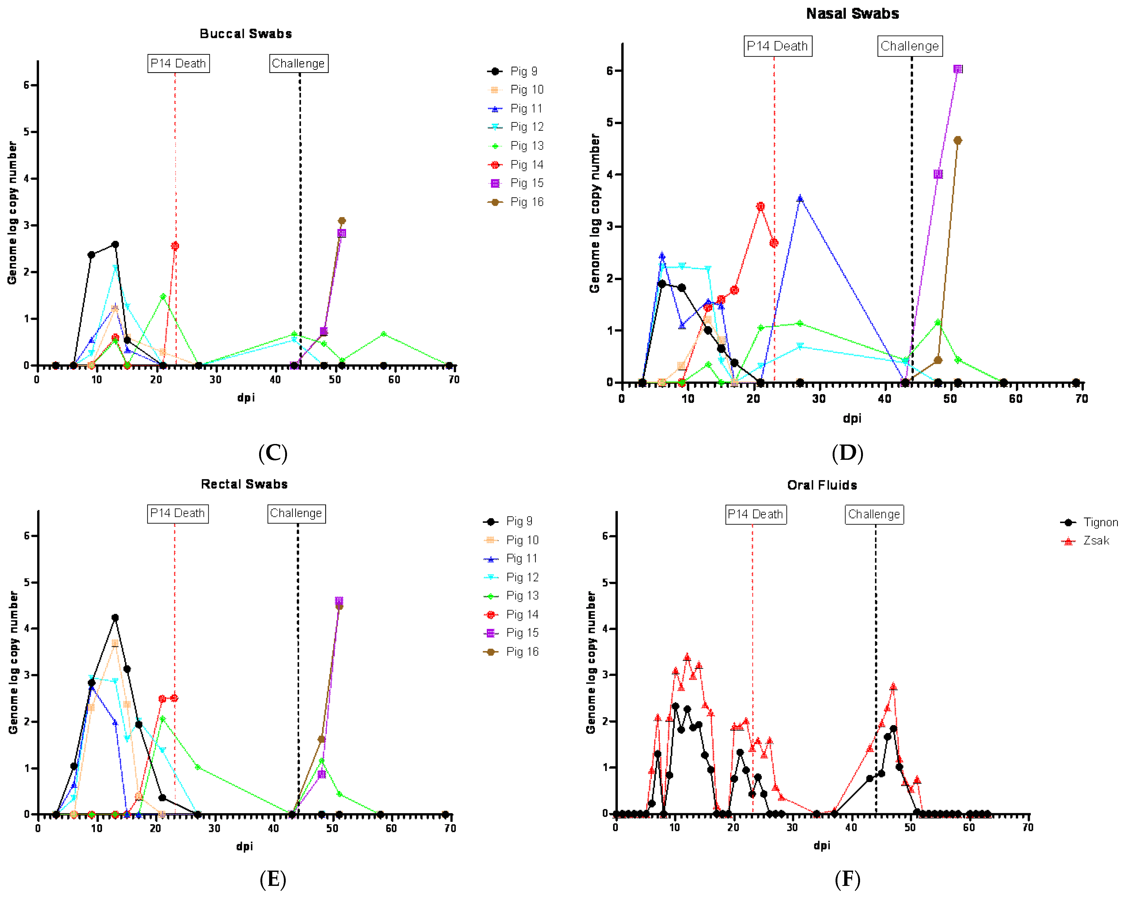 Viruses 16 00571 g006b