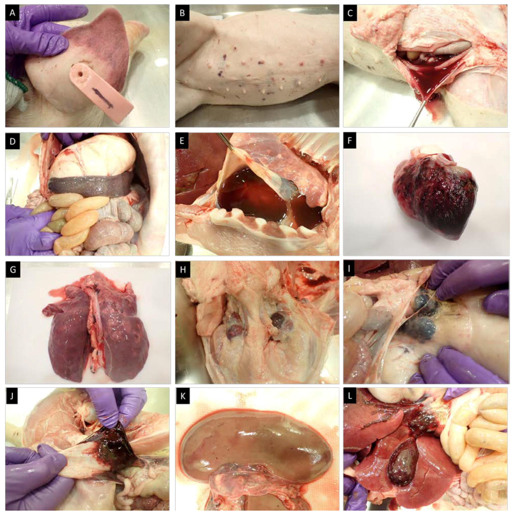 Viruses 16 00571 g008