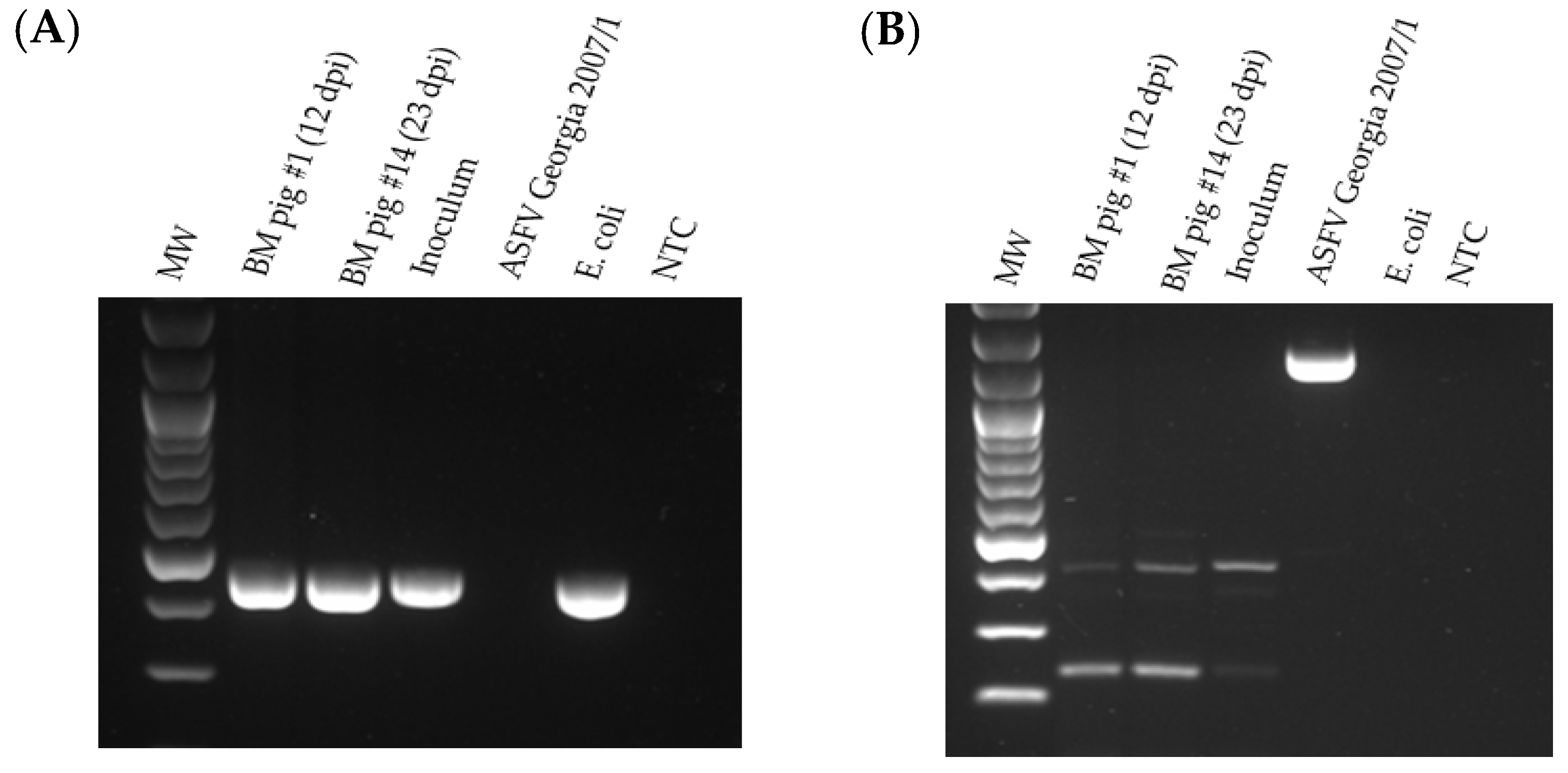 Viruses 16 00571 g009