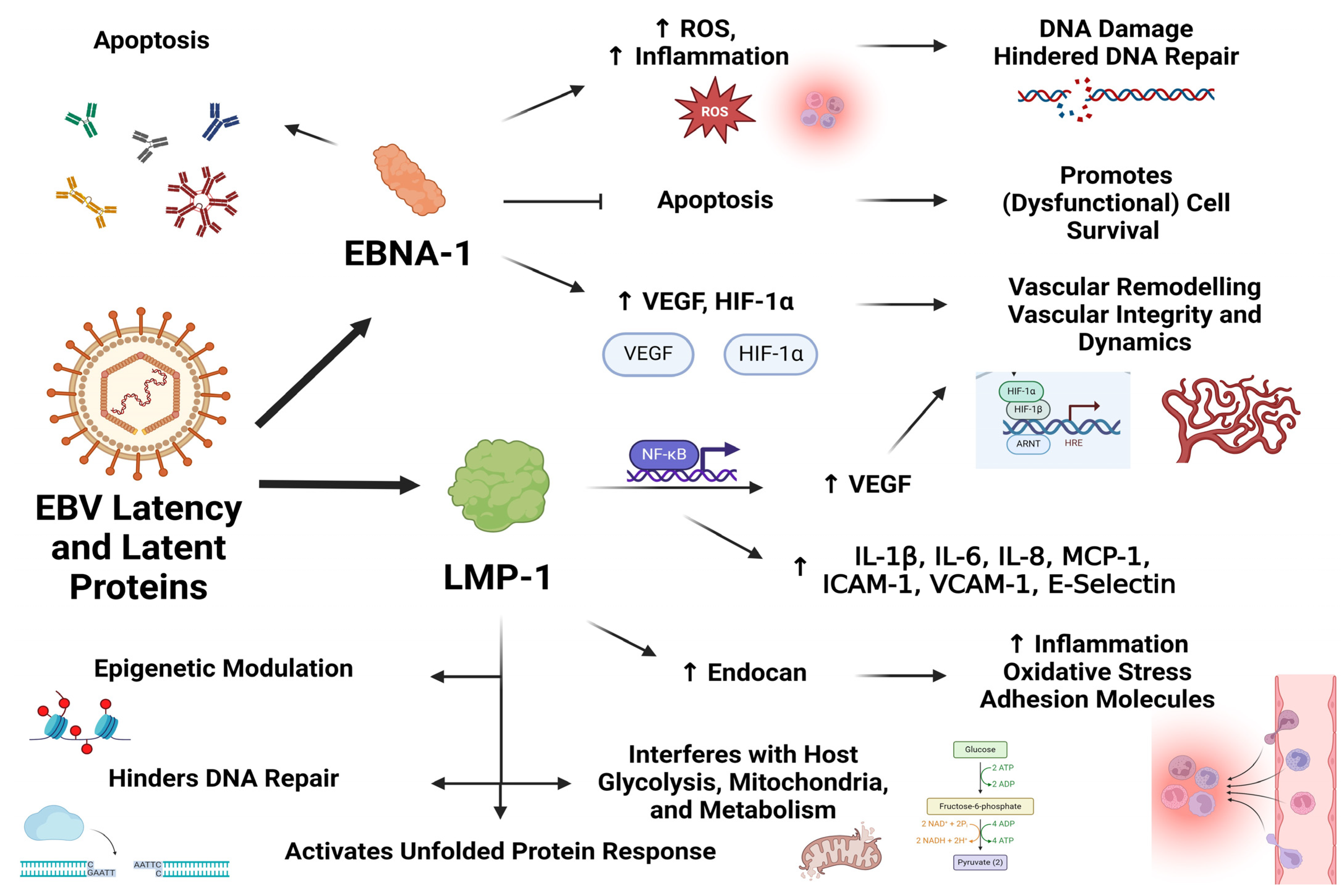 Viruses 16 00572 g002 Viruses 16 00572 g002