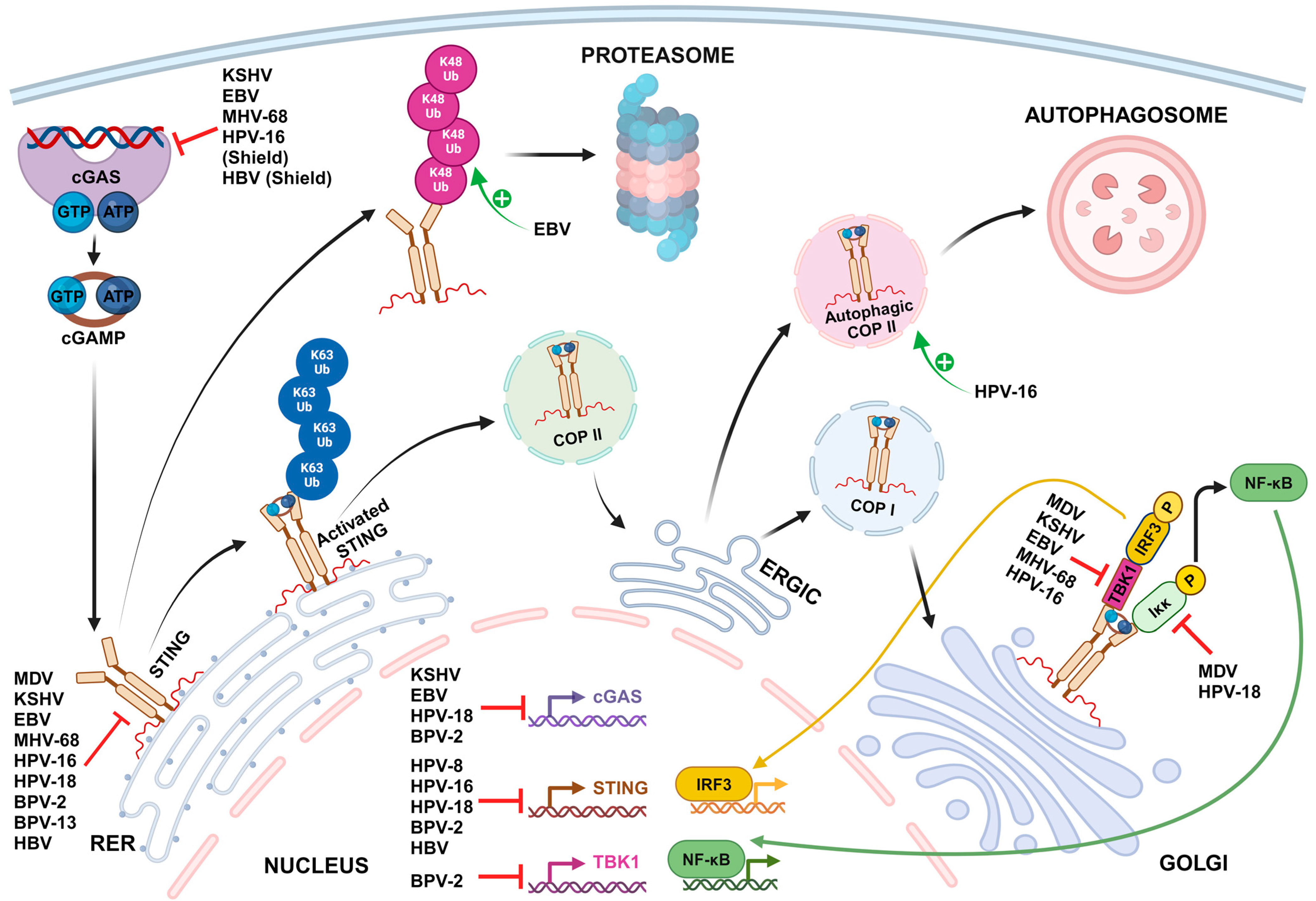 Viruses 16 00574 g001 Viruses 16 00574 g001