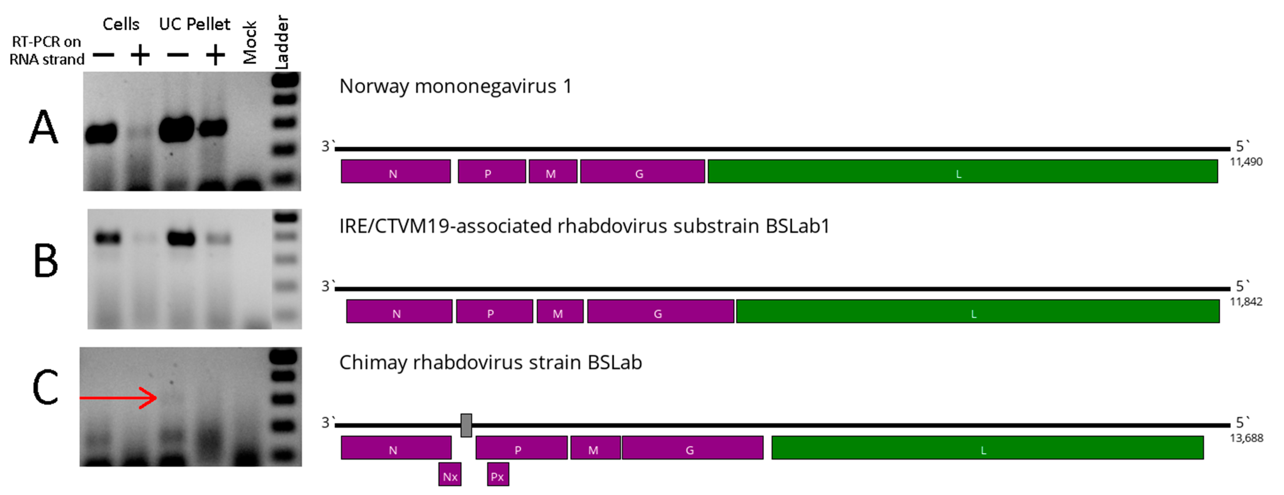 Viruses 16 00576 g001
