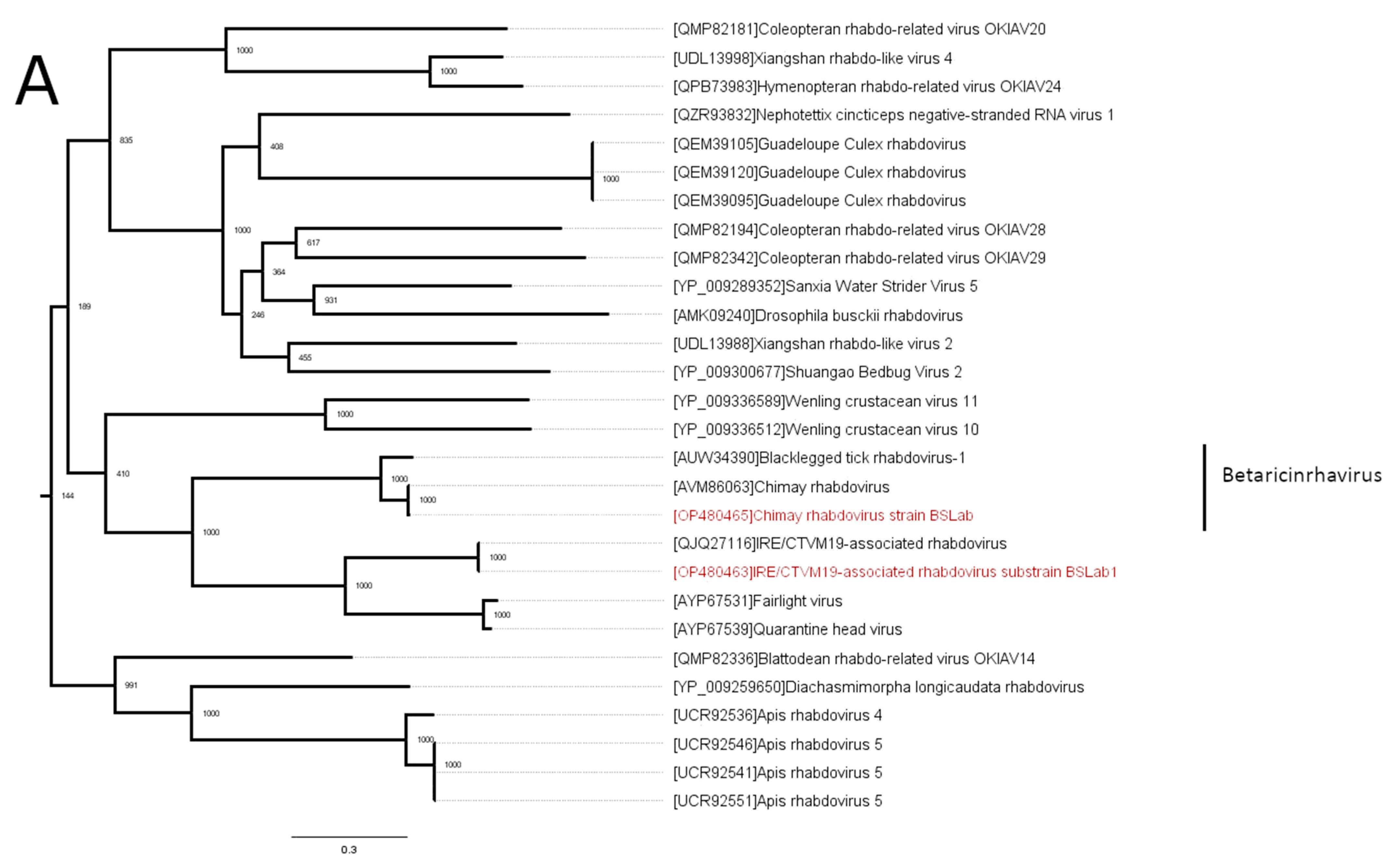 Viruses 16 00576 g002a