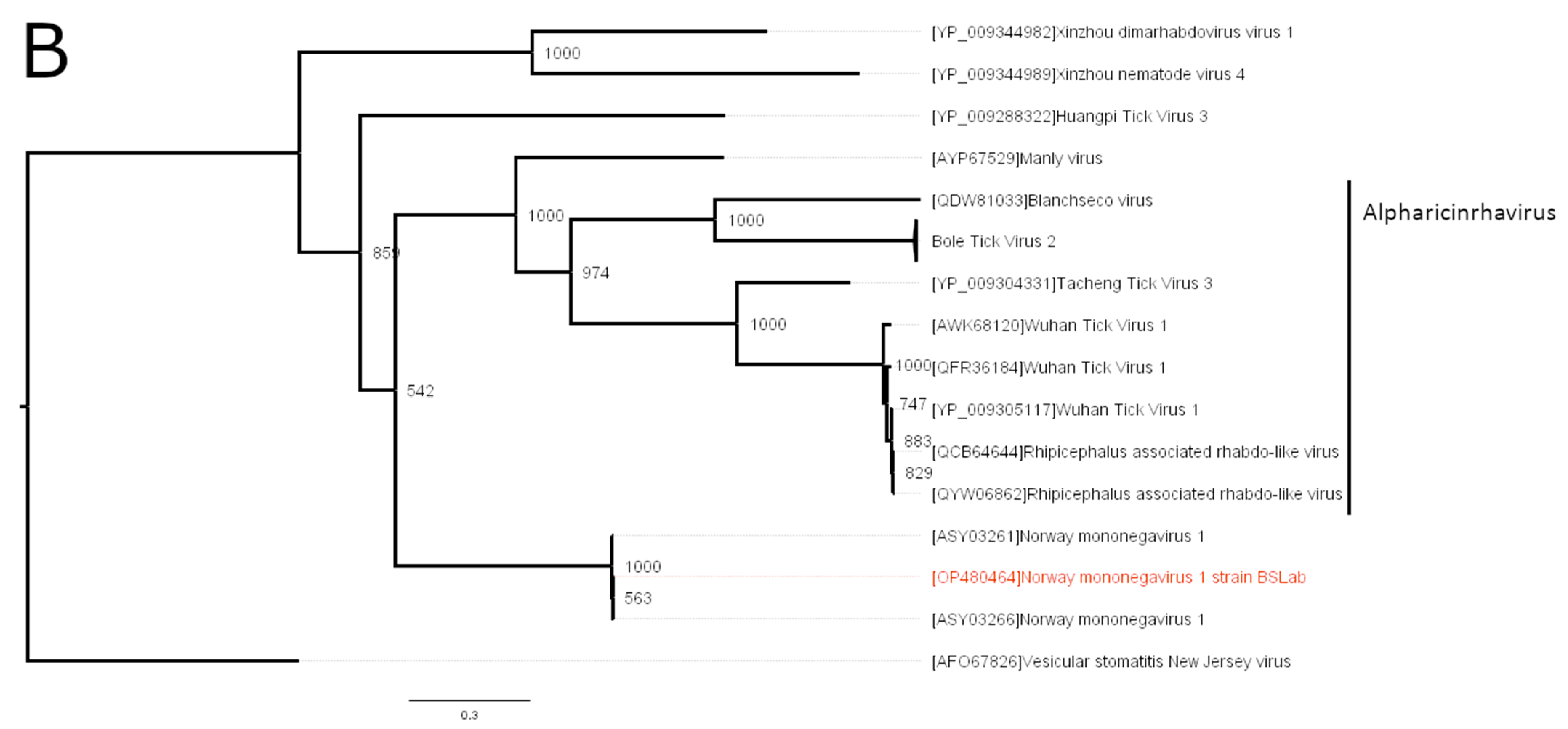 Viruses 16 00576 g002b
