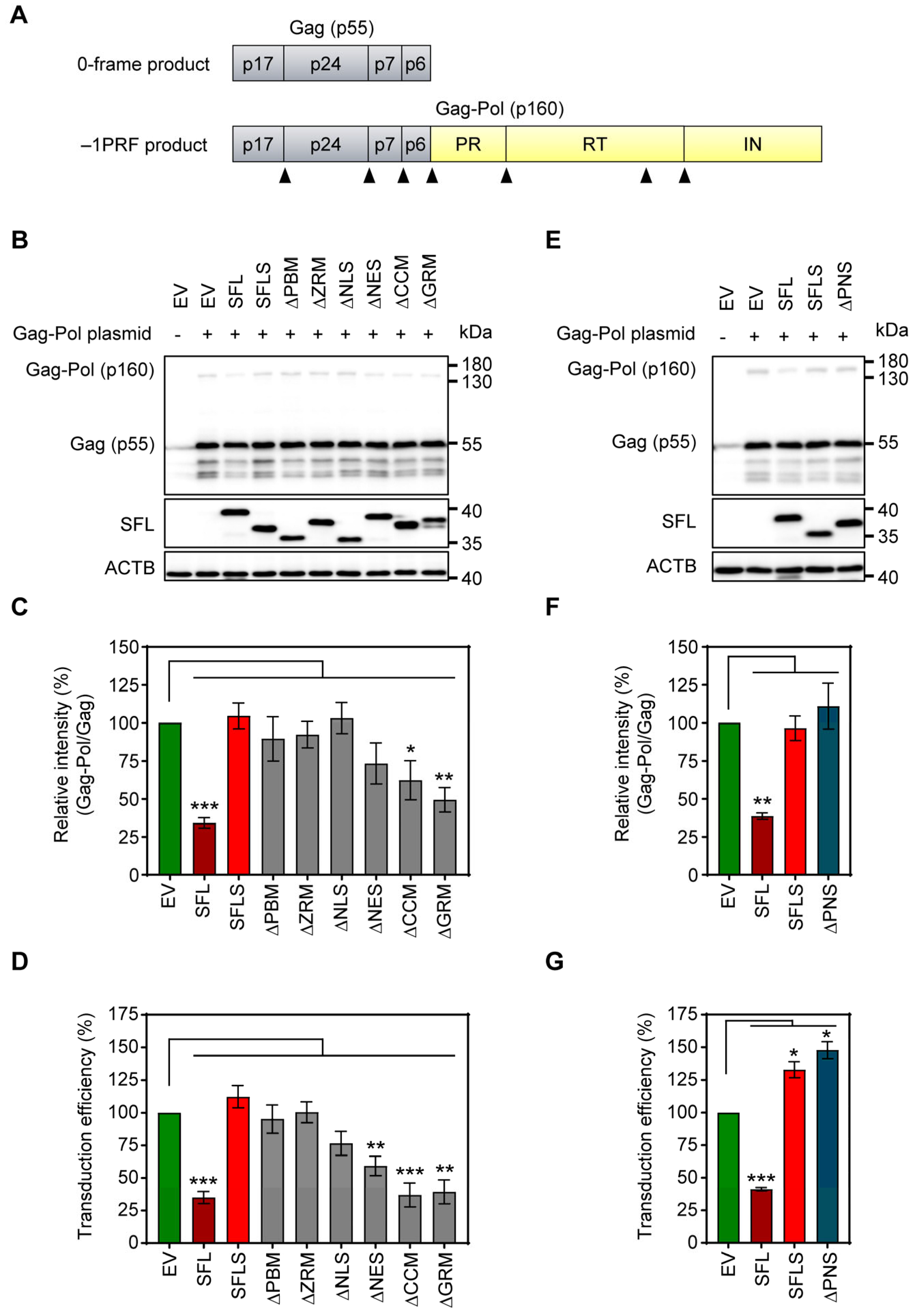 Viruses 16 00583 g002 Viruses 16 00583 g002
