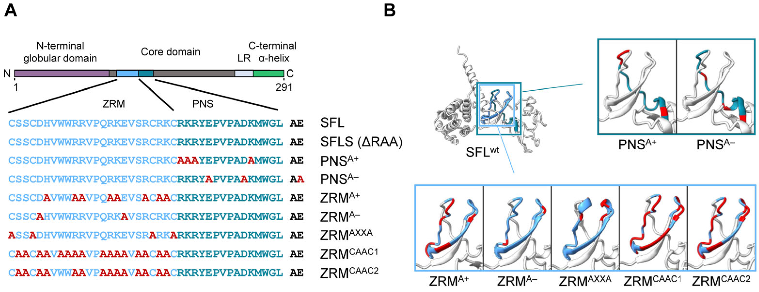 Viruses 16 00583 g004 Viruses 16 00583 g004