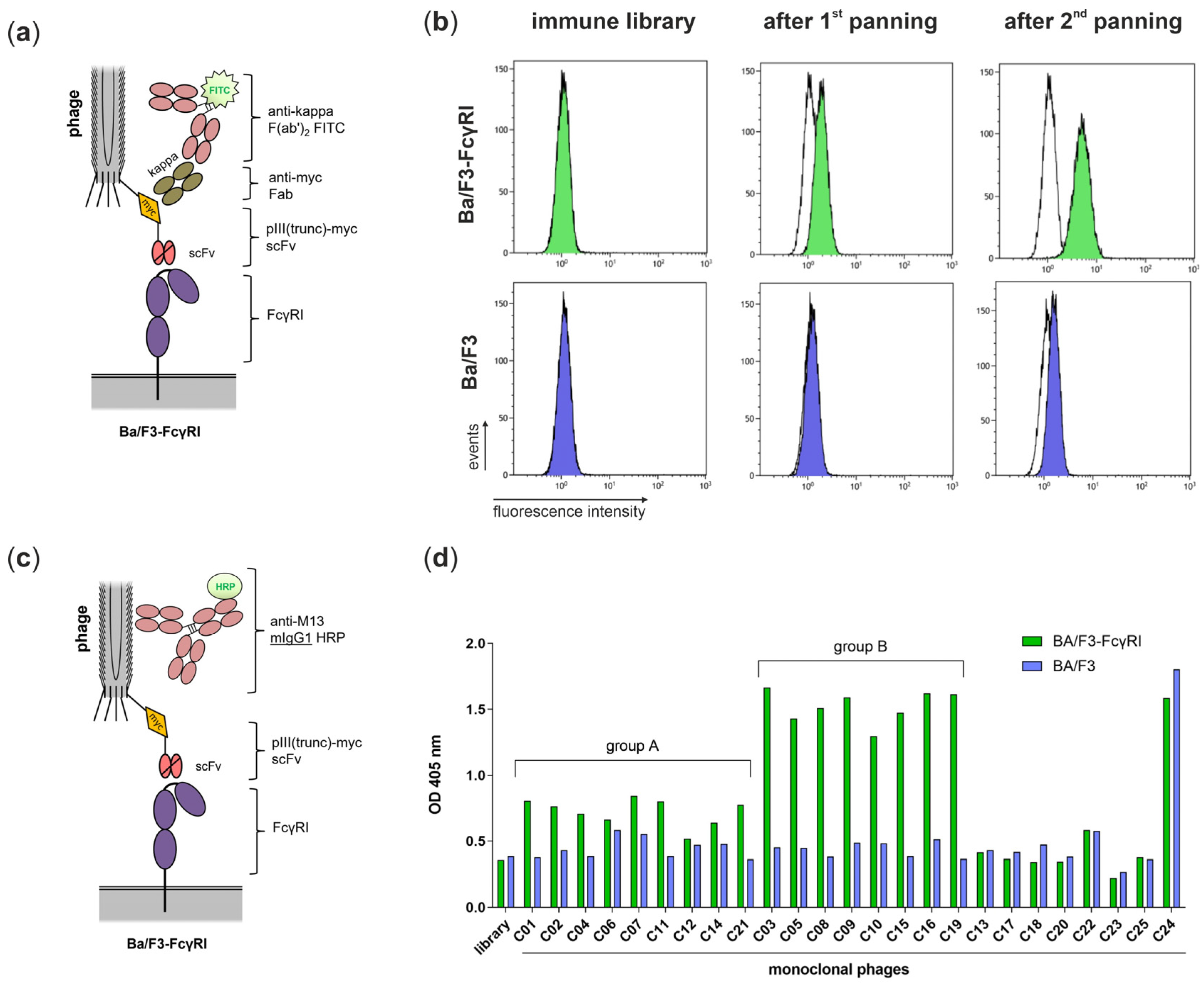 Viruses 16 00596 g003