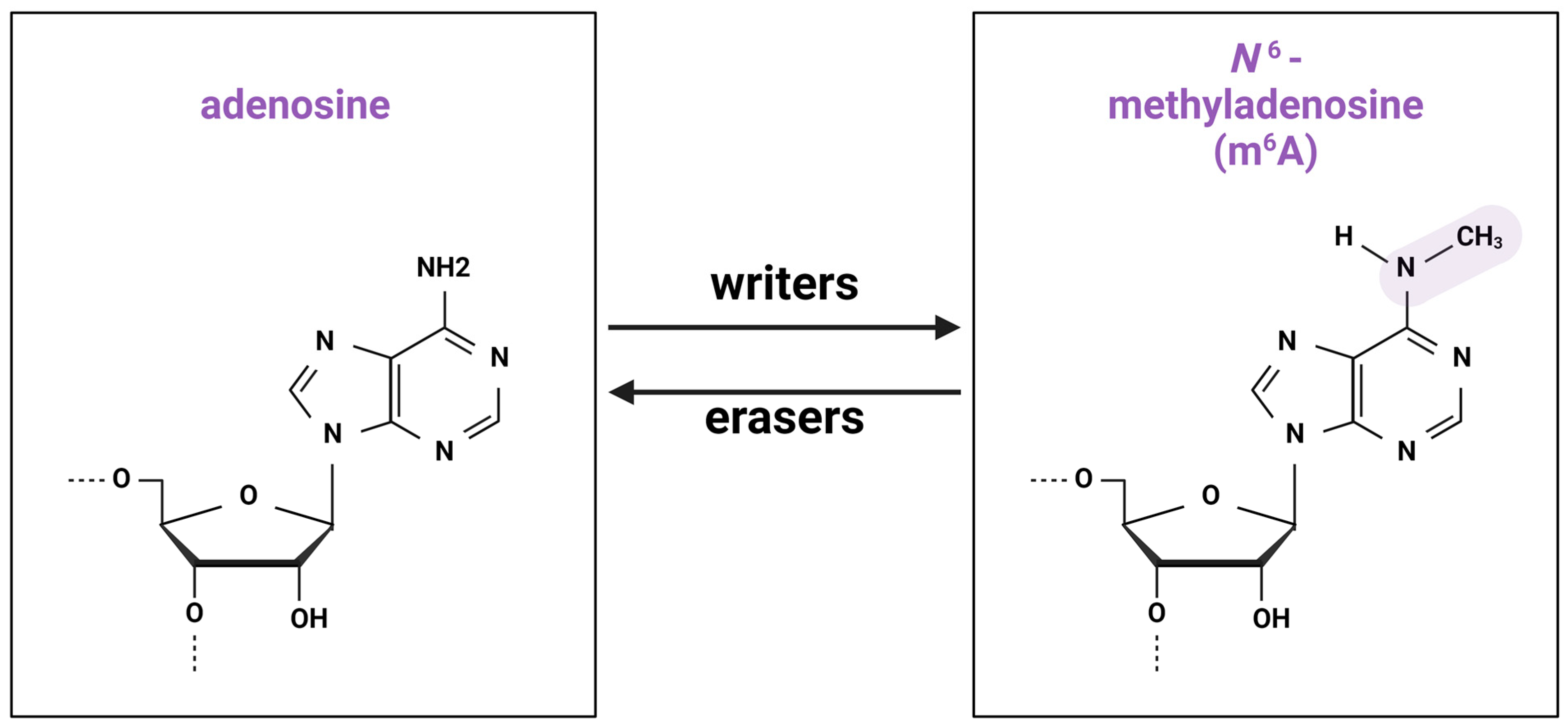 Viruses 16 00601 g001