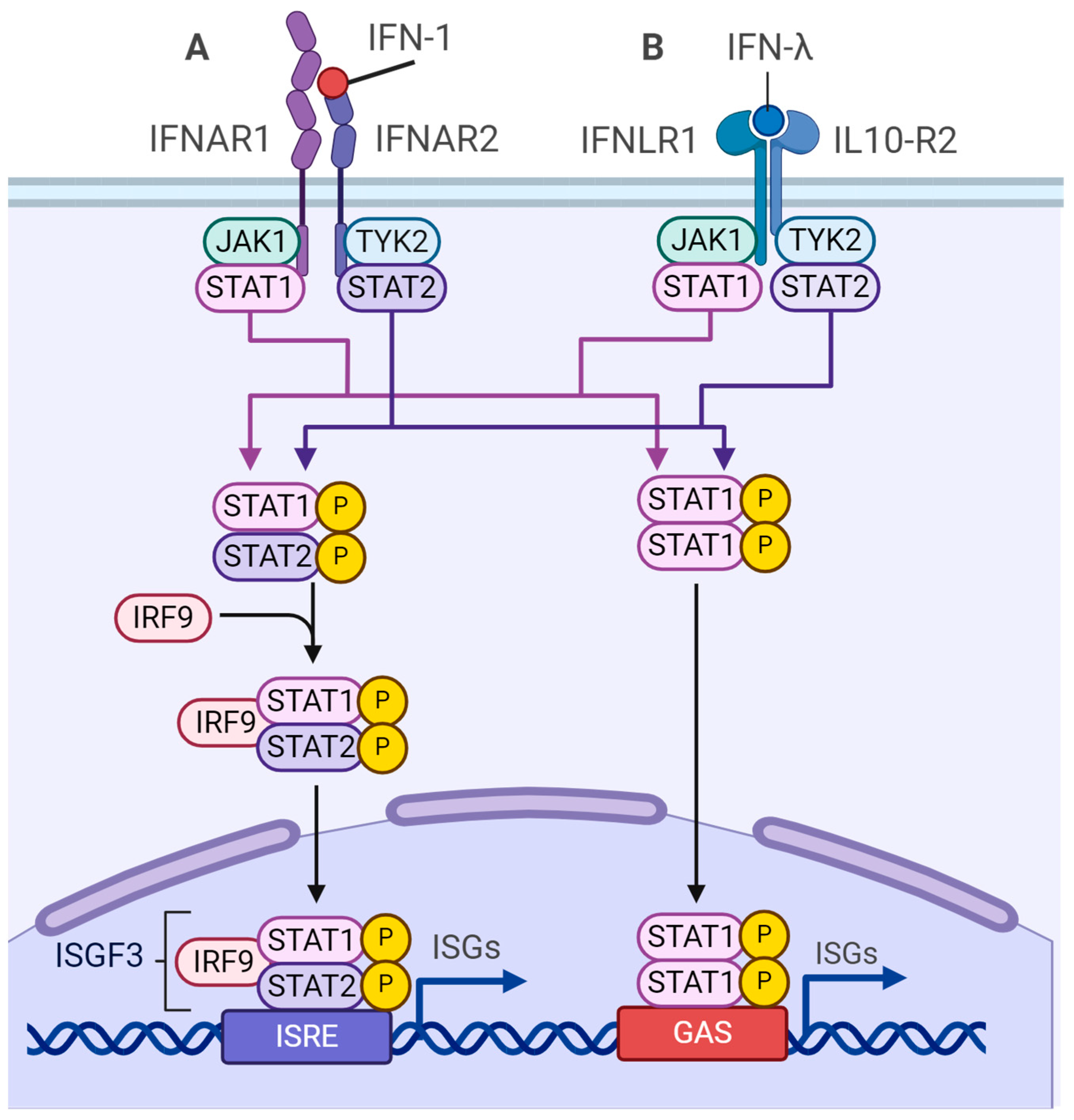 Viruses 16 00601 g004