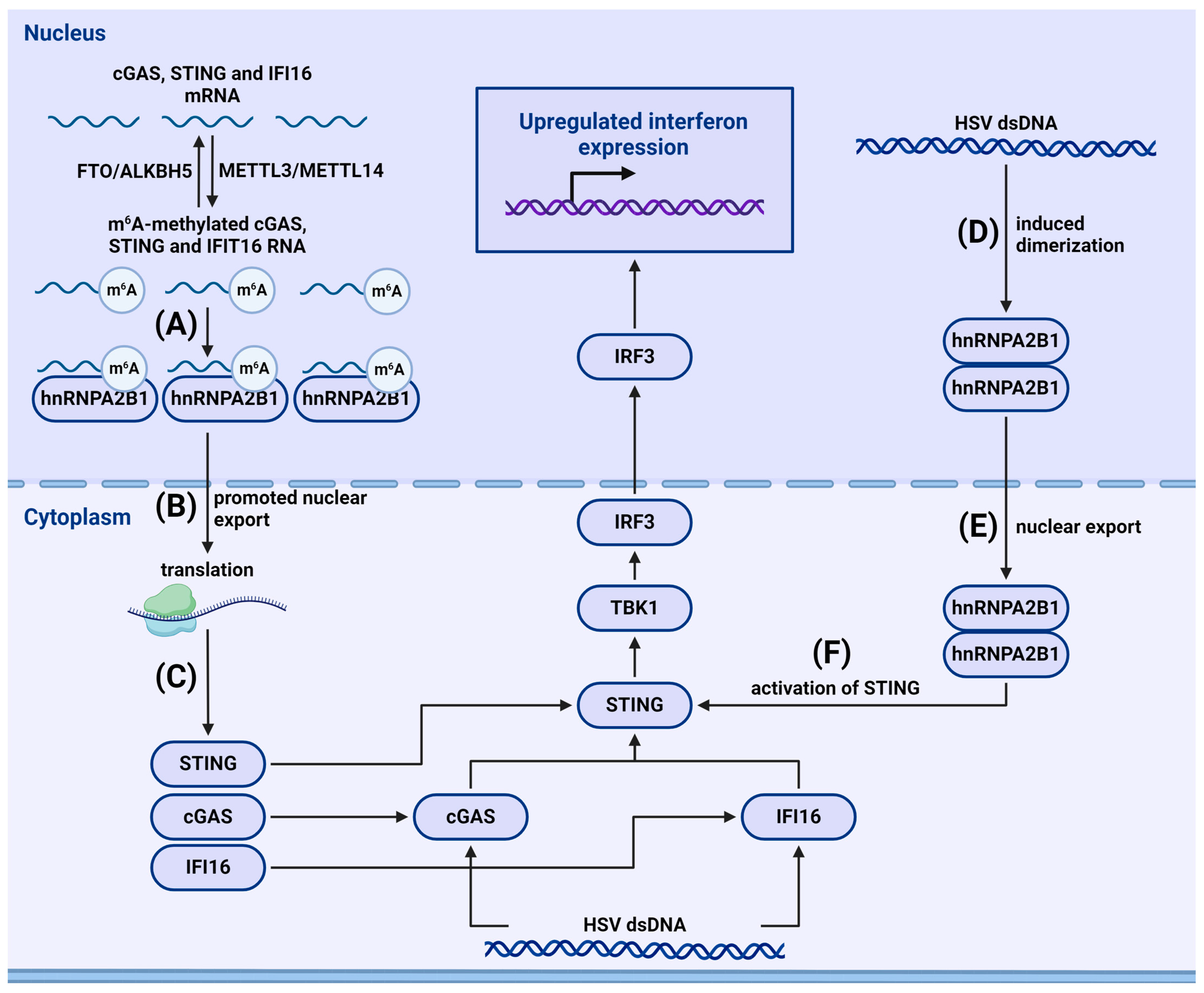 Viruses 16 00601 g005