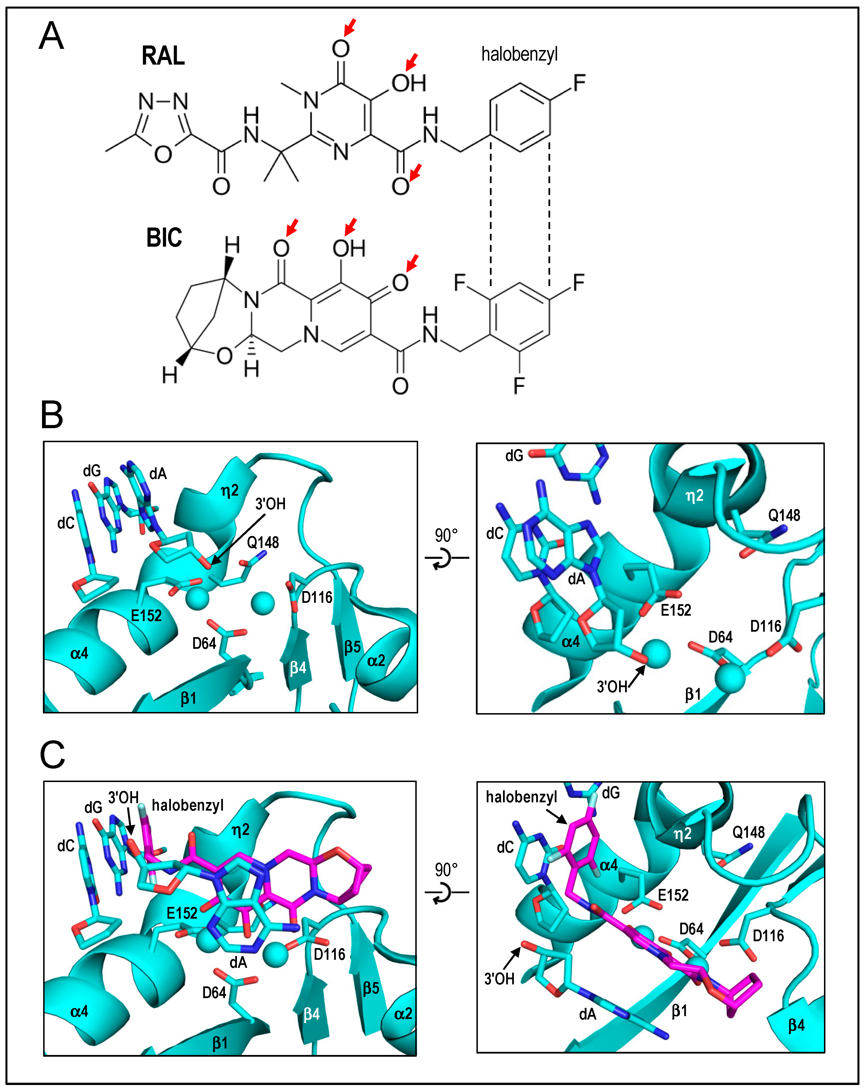 Viruses 16 00604 g004