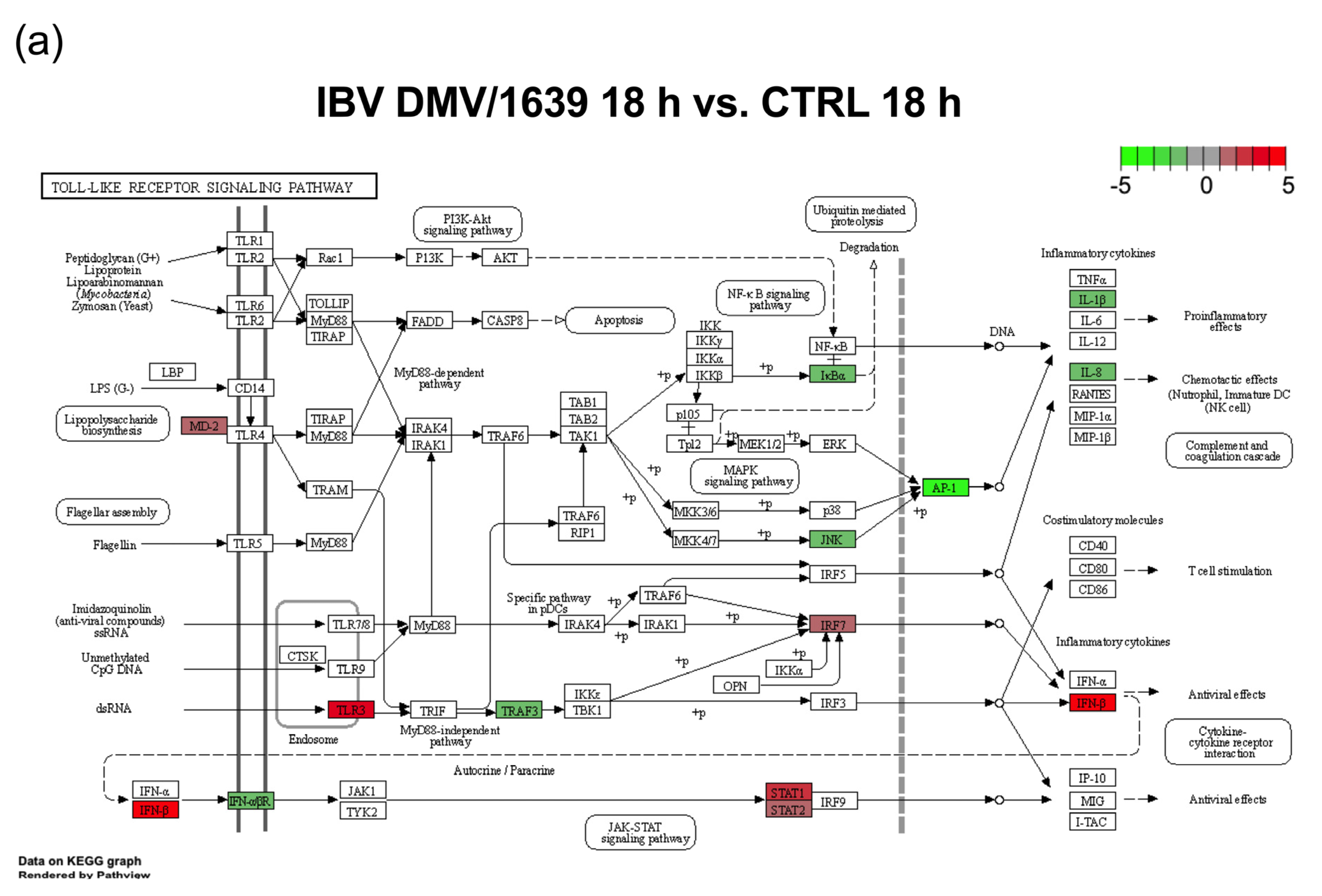 Viruses 16 00605 g006a