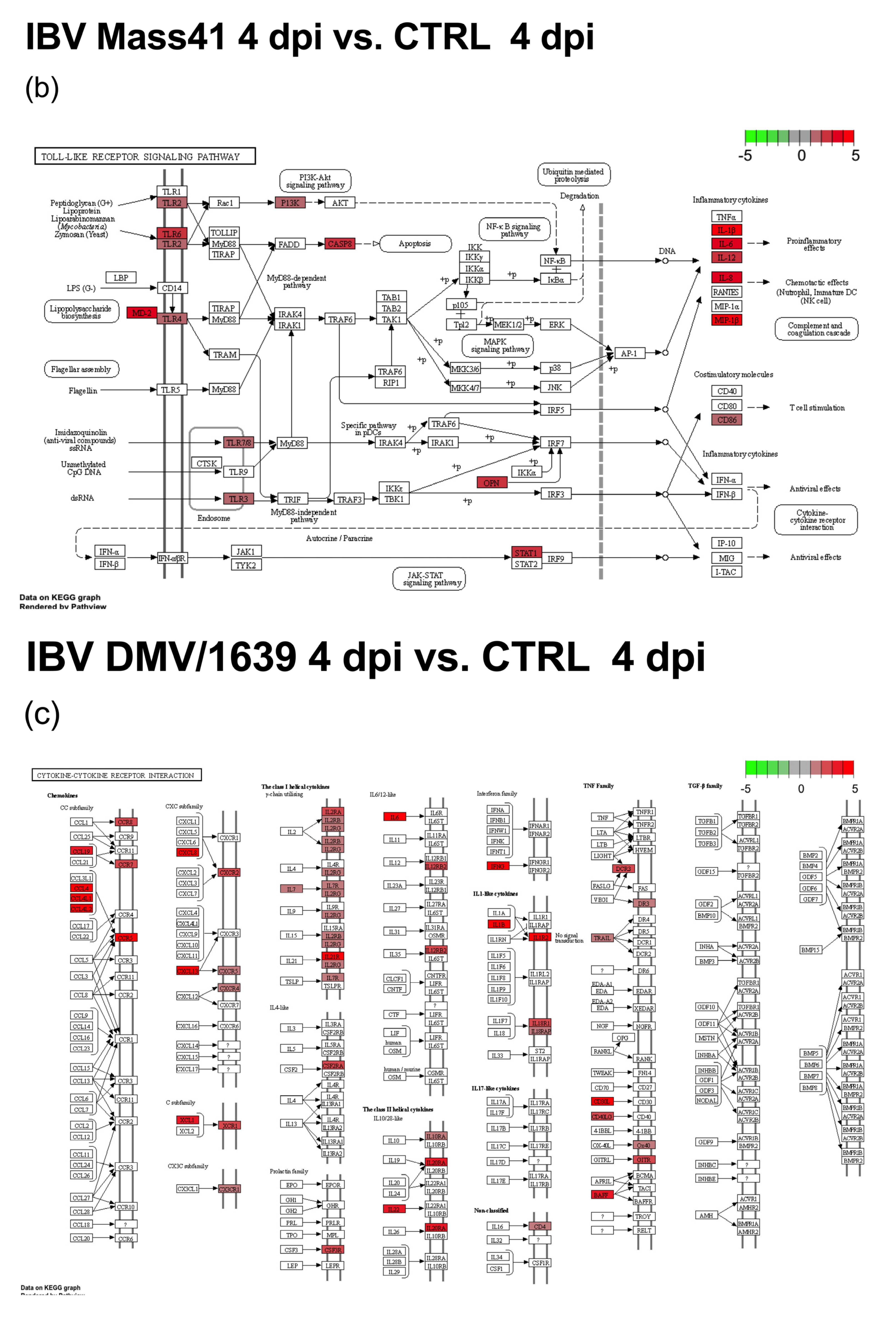 Viruses 16 00605 g010b