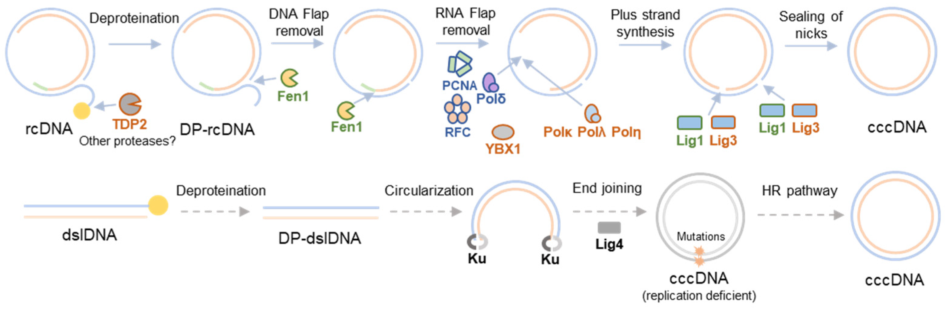 Viruses 16 00609 g001