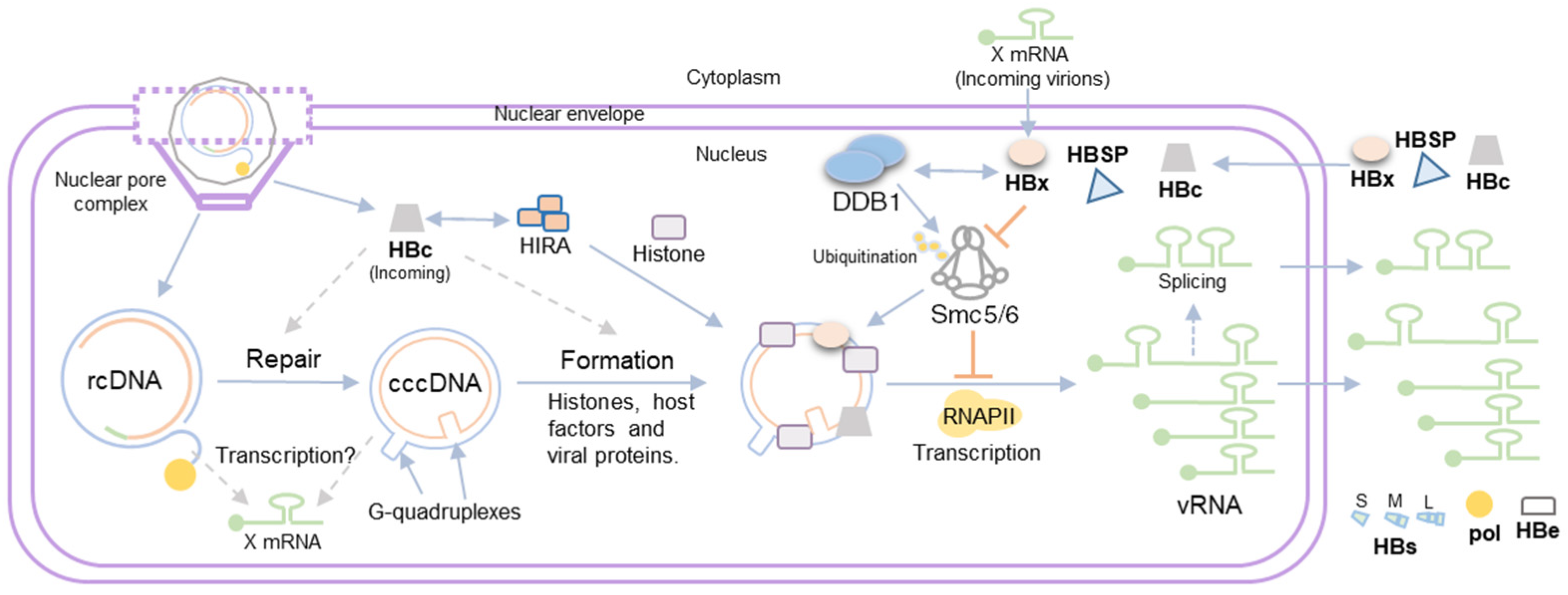 Viruses 16 00609 g002